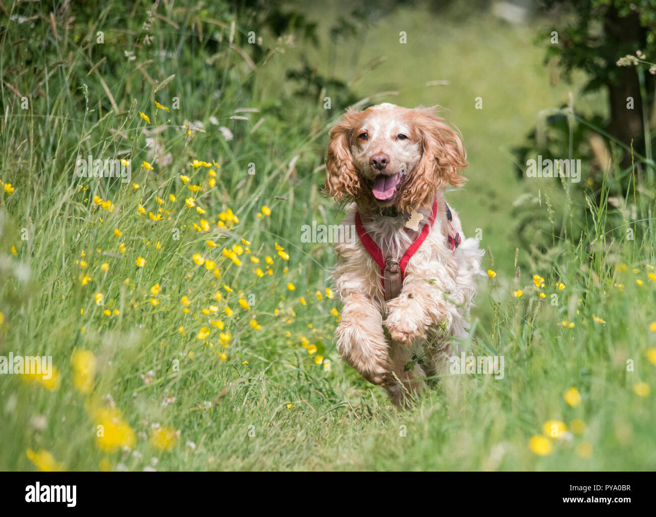 Cocker Spaniel in Feldern Stockfoto