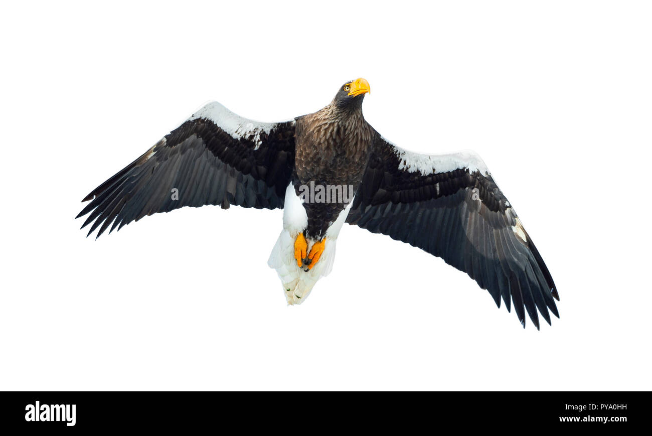 Die Erwachsenen Steller Seeadler im Flug. Wissenschaftlicher Name: Haliaeetus pelagicus. Auf weissem Hintergrund. Stockfoto