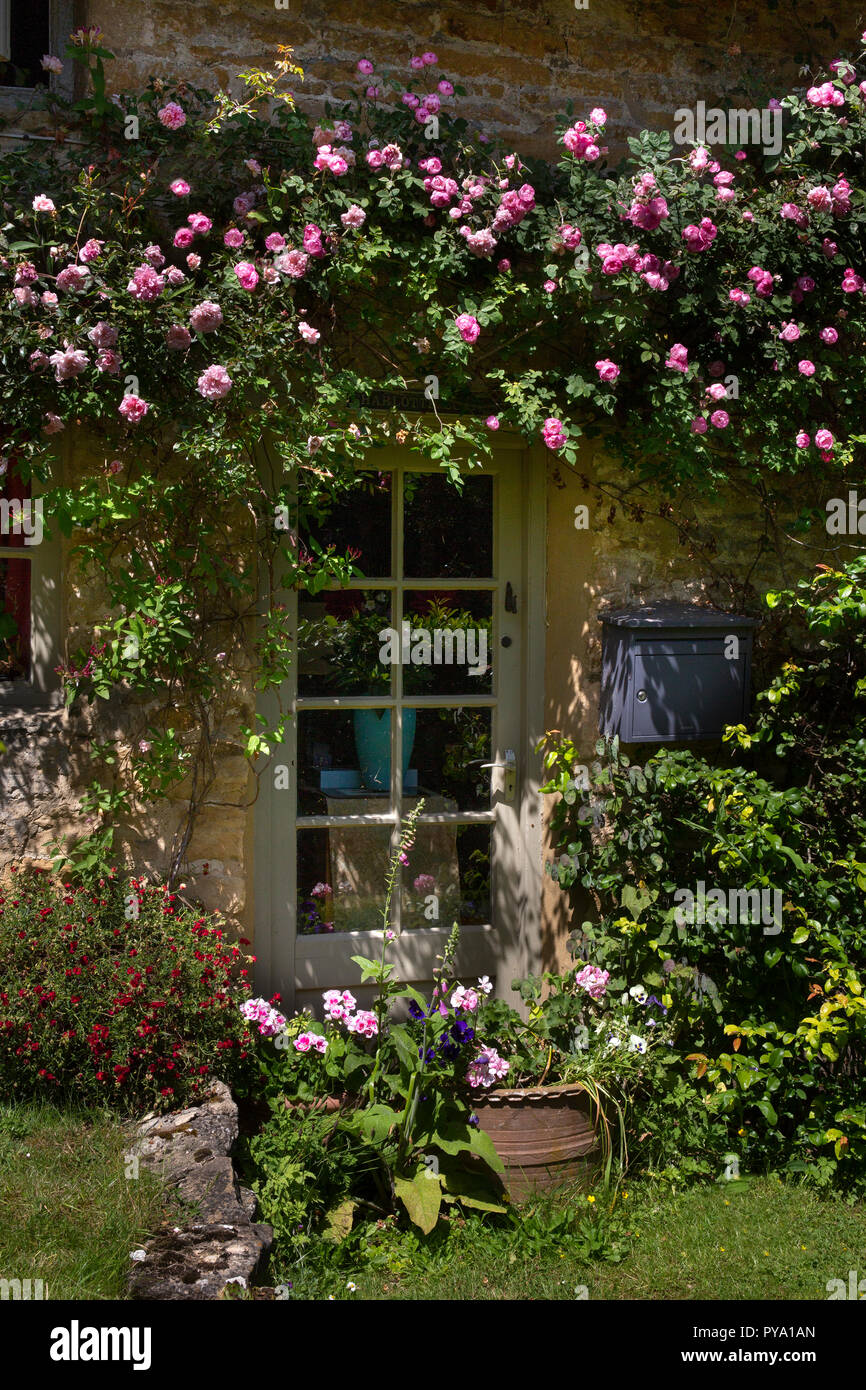 Climbing Roses rund um Windows von Cottage in englischer Garten, England, Europa Stockfoto