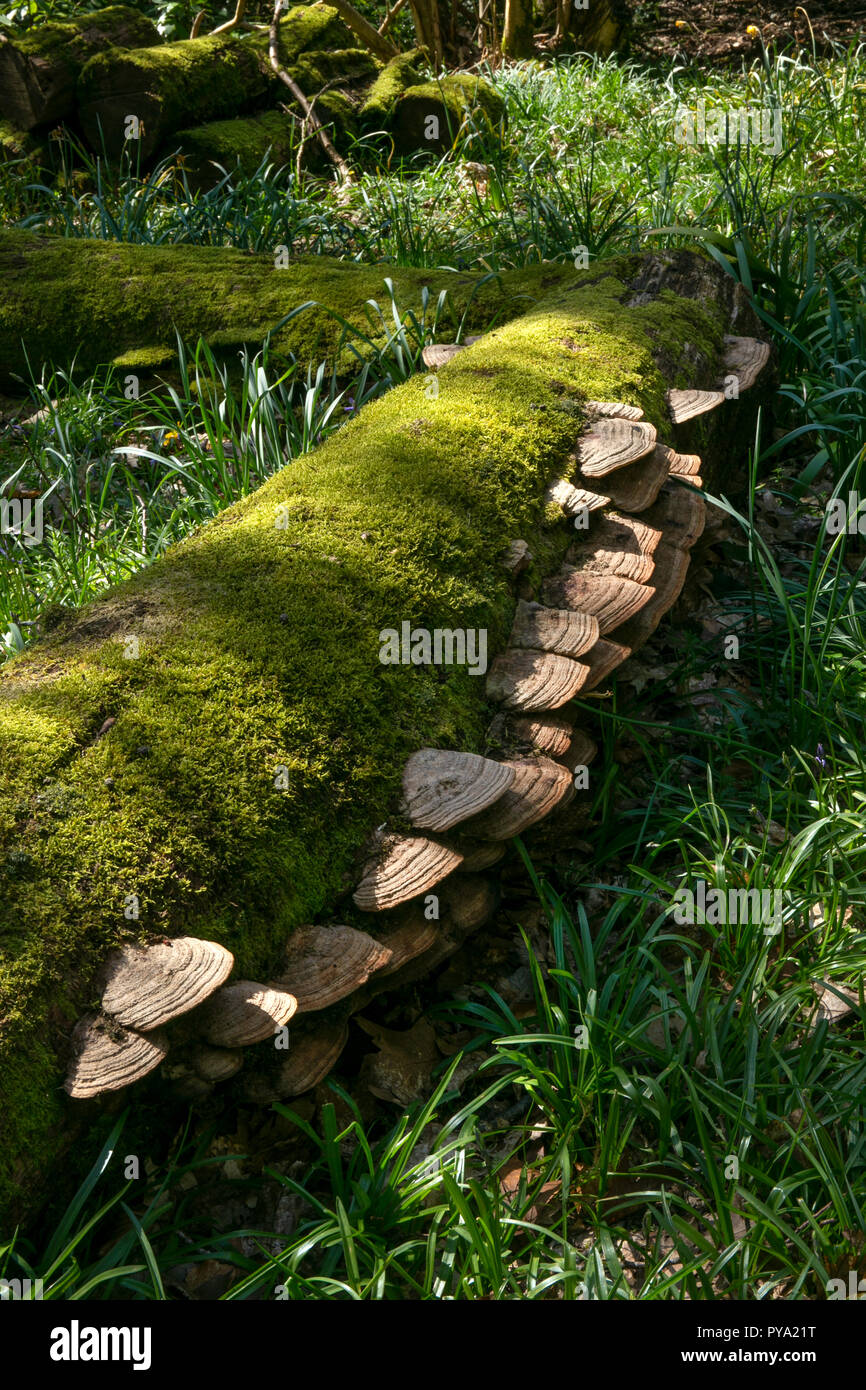 Halterung Pilz wachsen auf gefallene Buche in Wäldern, England, Europa Stockfoto