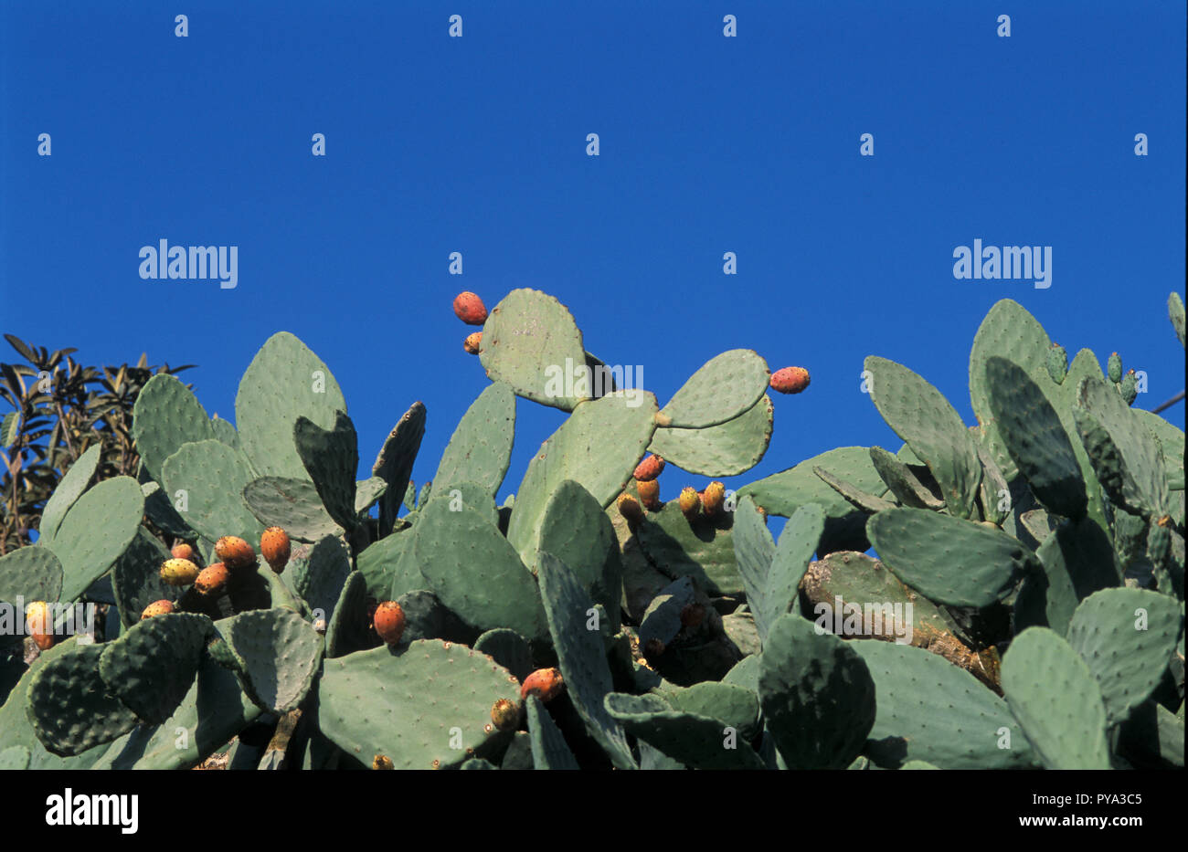 Cactus, Birne, Wüste Obst Stockfoto