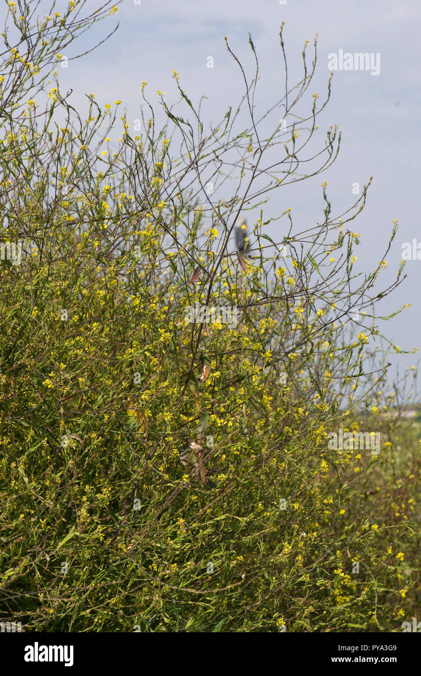 Schwarzer Senf, Senfkohl, groß gelb blühende seeding Anlage auf Klippen in South Devon, Juli Stockfoto
