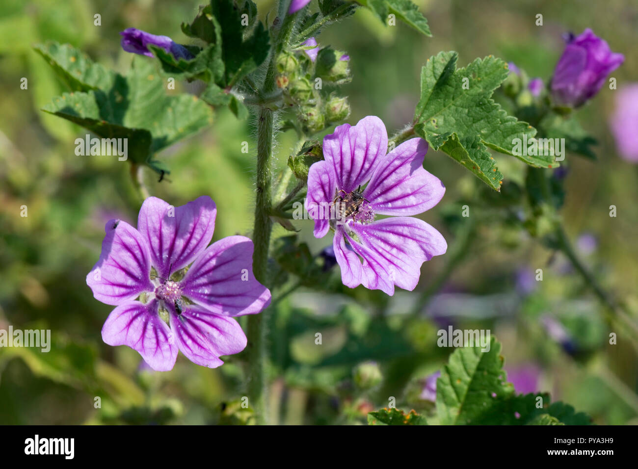 Gemeinsame malve Malva Sylvestris, deep purple Linien lila Blüten mit Besuch Insekten, Berkshire, Juli Stockfoto