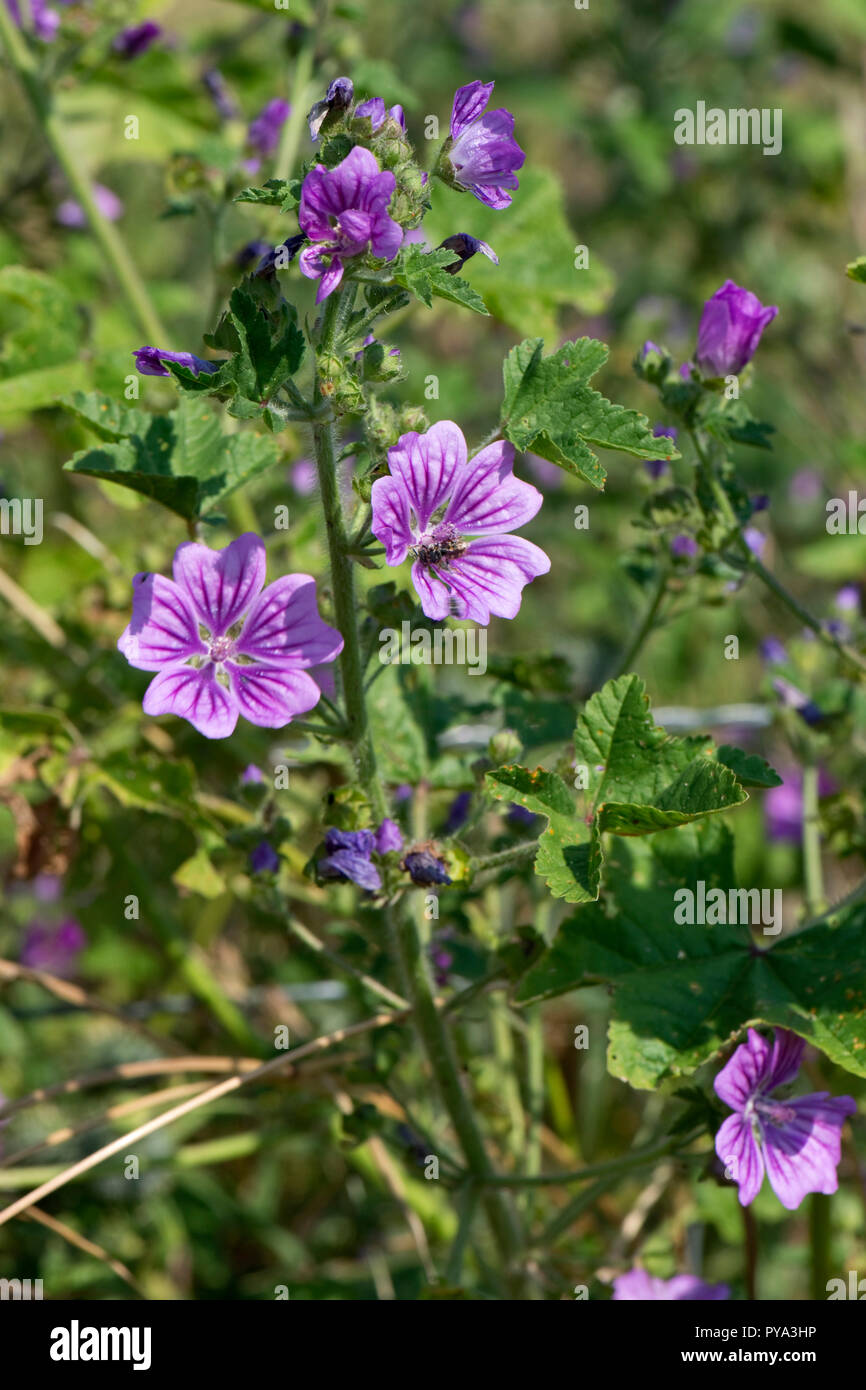 Gemeinsame malve Malva Sylvestris, deep purple Linien lila Blüten mit Besuch Insekten, Berkshire, Juli Stockfoto