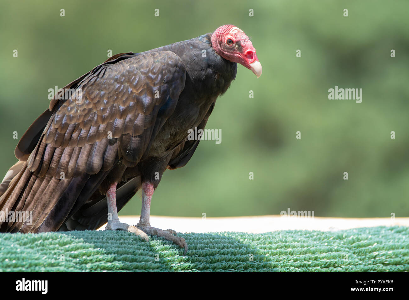 Türkei bussard oder John Crow großen Vogel, der am meisten verbreiteten der Neuen Welt Geier Stockfoto