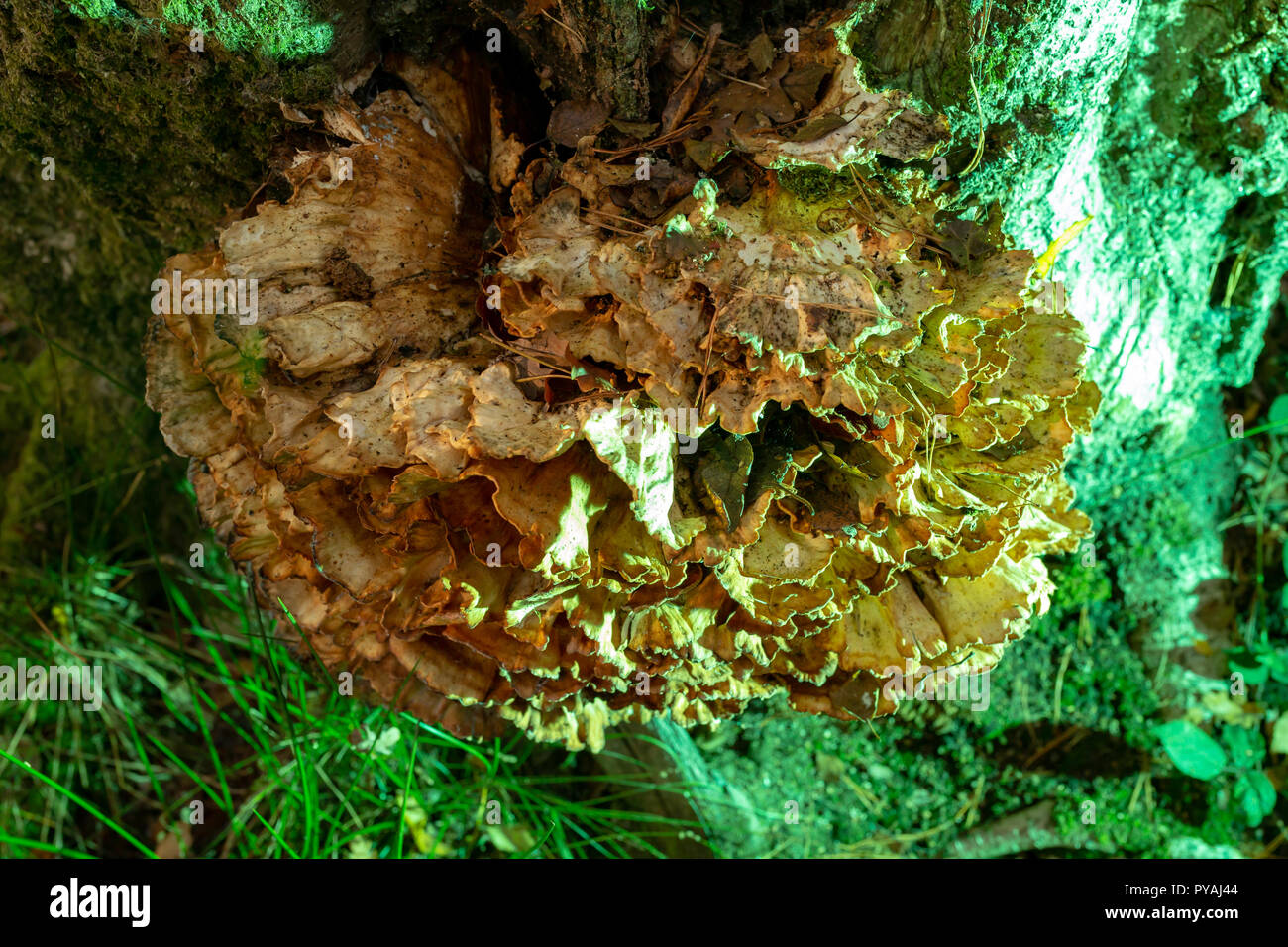 Farbfoto des Huhn der Wälder wachsen auf Baumstamm gebadet in grünes Licht von oben. Stockfoto