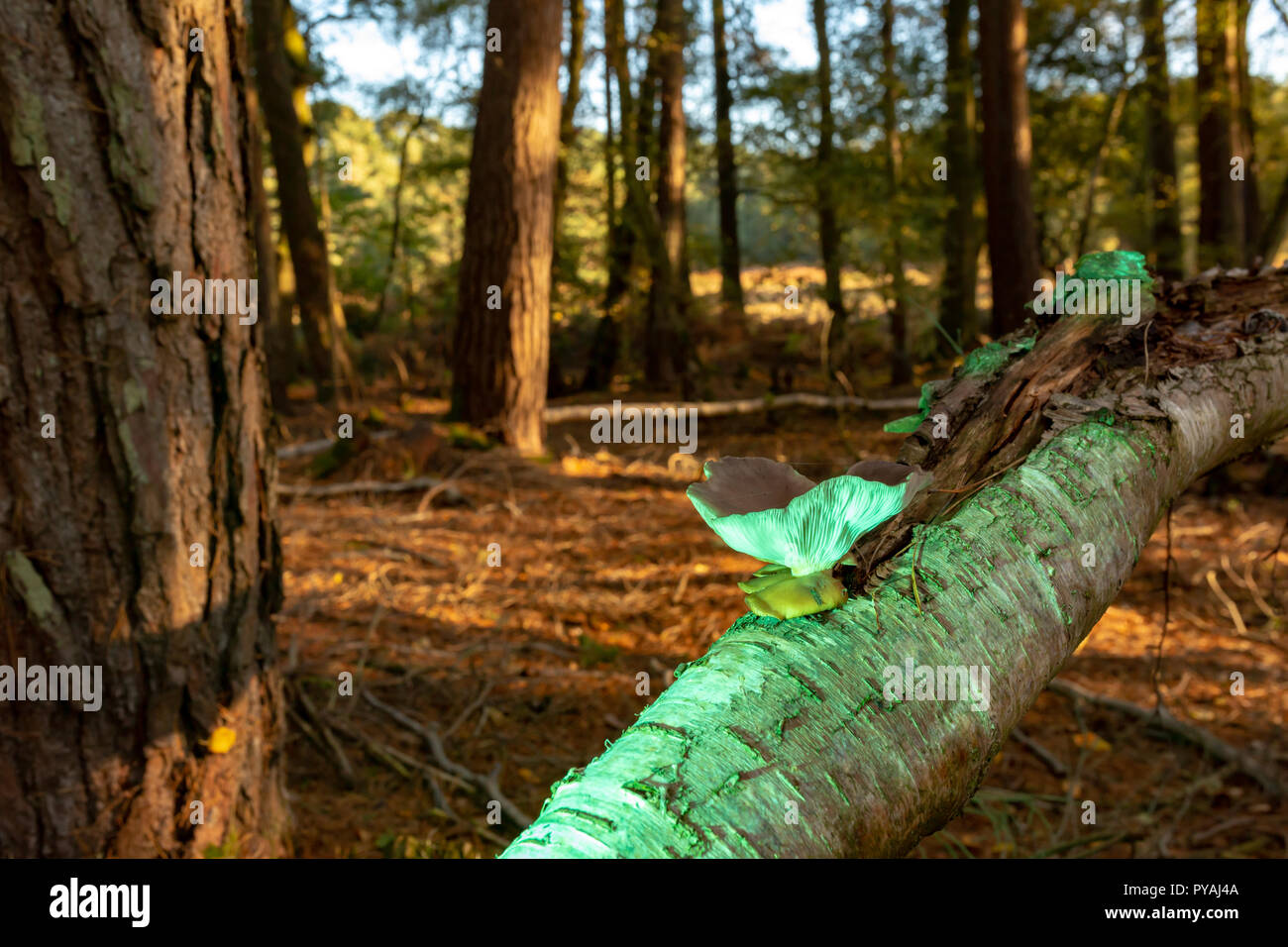Farbfoto des Woodland Szene mit lone Oyster Pilzzucht auf gefallene Birke mit grünem Licht beleuchtet. Stockfoto