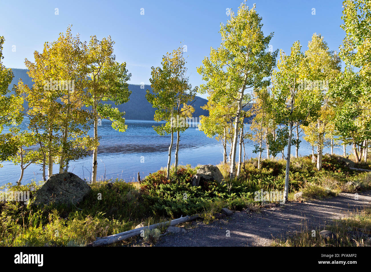 Beben Aspen Grove" Pando Klon" auch als Tembling Riese bekannt. Klonale Kolonie. Stockfoto