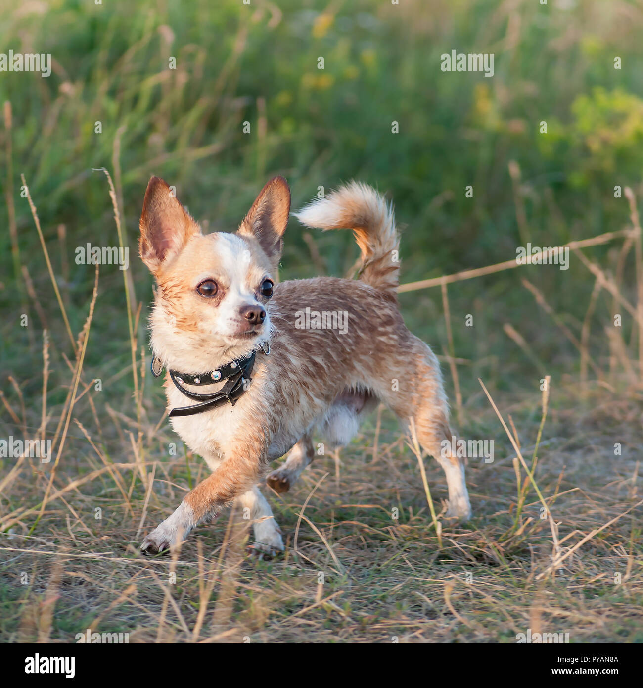Funny chihuahua Fotos und Bildmaterial in hoher Auflösung Alamy