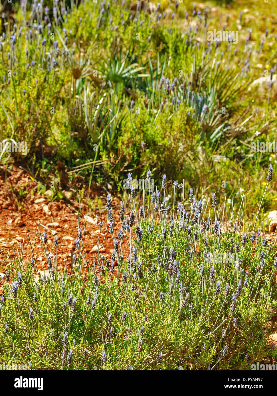 Marokko SOUS TAL HÜGEL VON LAVENDELBLÜTEN Stockfoto