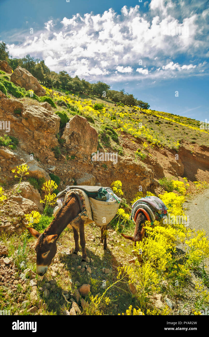 Marokko SOUS TAL zwei Esel grasen am Straßenrand Stockfoto