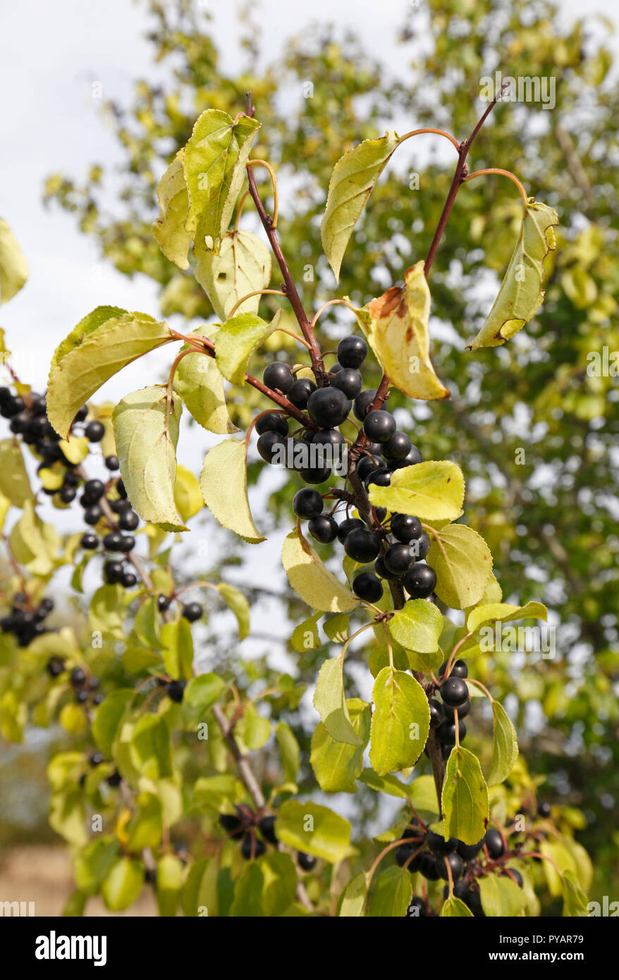 Löschen von Sanddorn, Sanddorn, Sanddorn. Wissenschaftlicher Name: Rhamnus cathartica Familie: Rhamnaceae. Native UK Baum. fruchtkörper im Herbst. Stockfoto