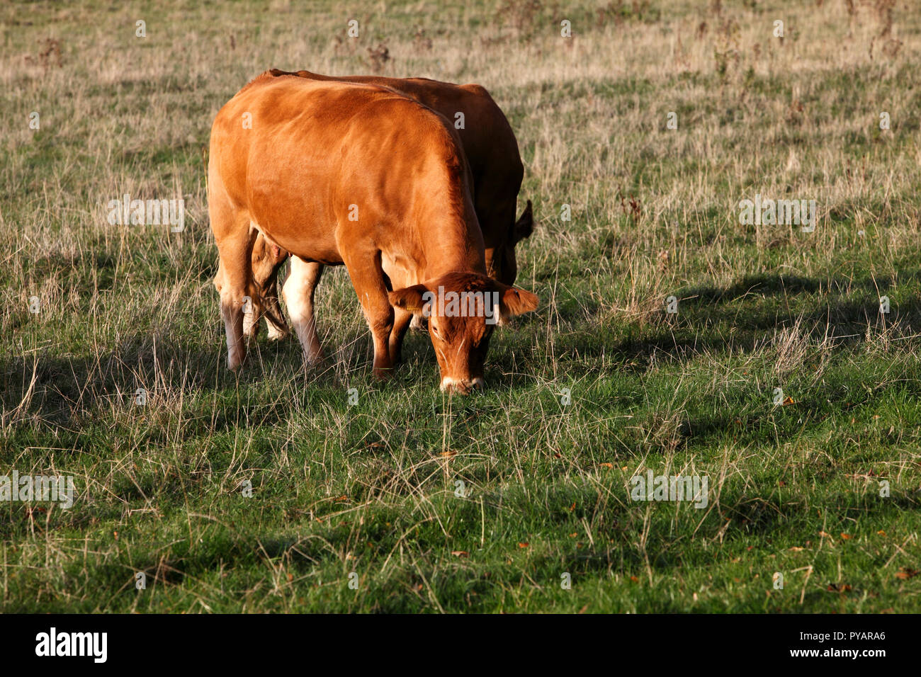 Milchkuh. Braune und schwarze Sorten. Stockfoto