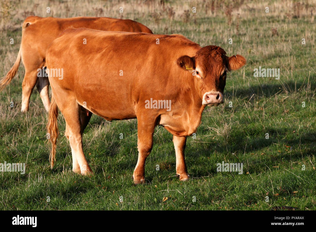 Milchkuh. Braune und schwarze Sorten. Stockfoto