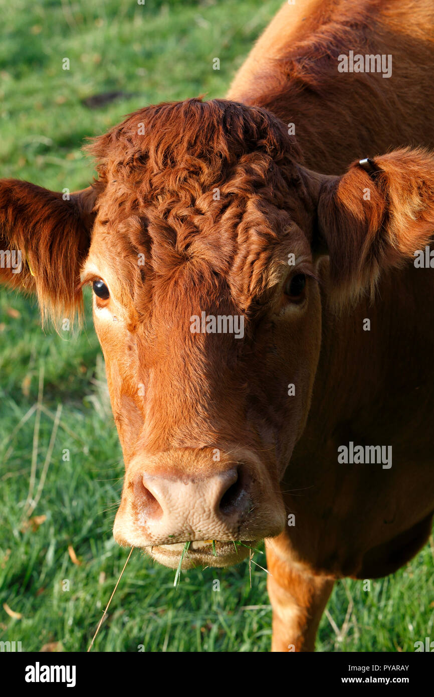 Milchkuh. Braune und schwarze Sorten. Stockfoto