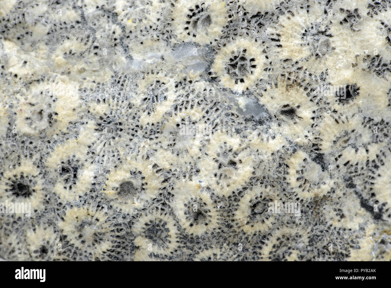 Versteinerte Koralle Stein full frame strukturierten Hintergrund. Stockfoto