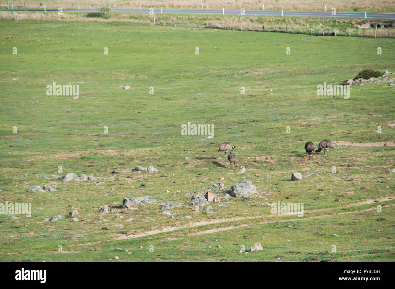 Emus laufen und Fütterung in einem Feld in der verschneiten Bergwelt Stockfoto