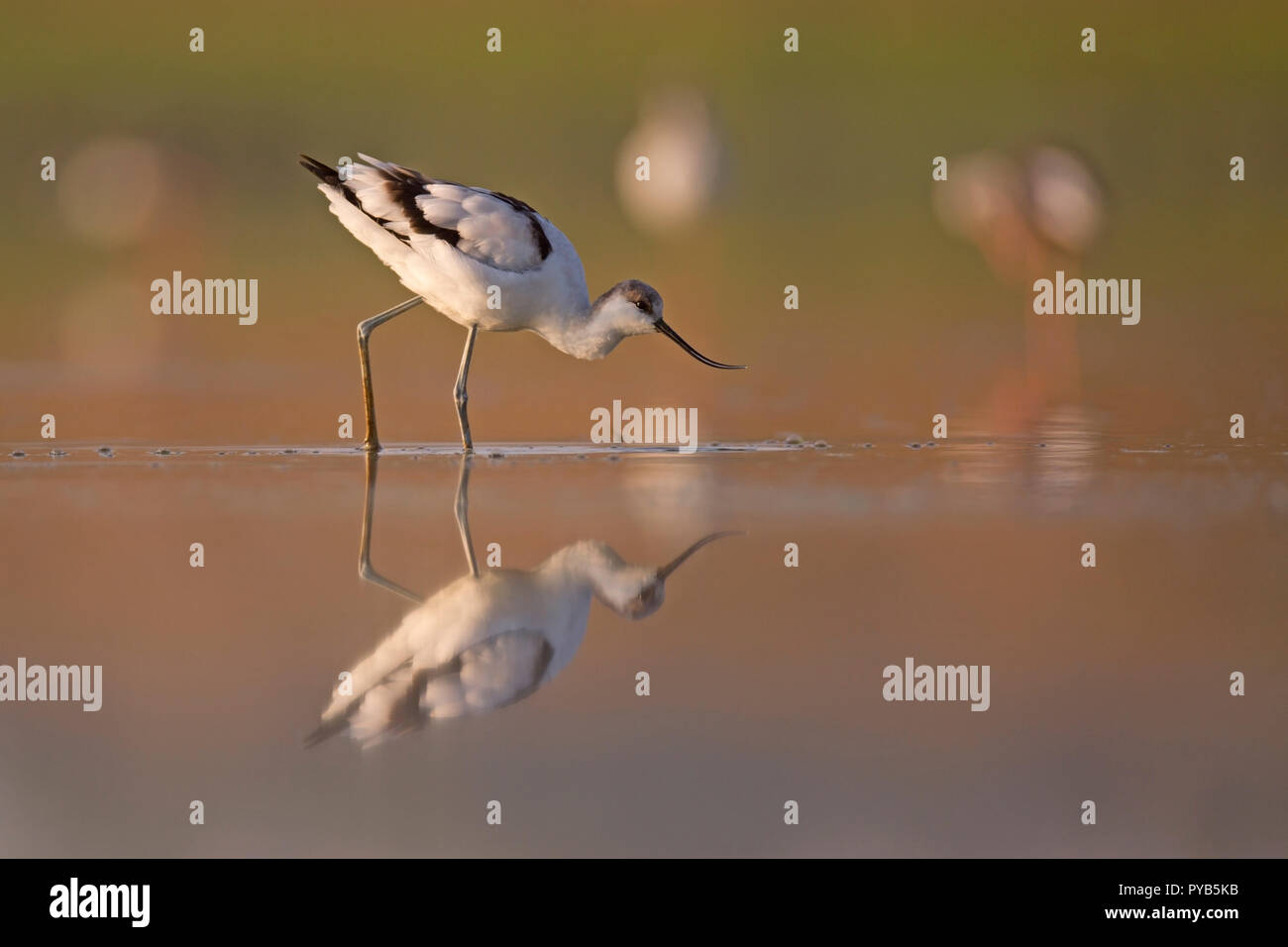 Pied Säbelschnäbler (Recurvirostra Avosetta) im Wasser. Ein afek Naturschutzgebiet fotografiert, Israel im September Stockfoto