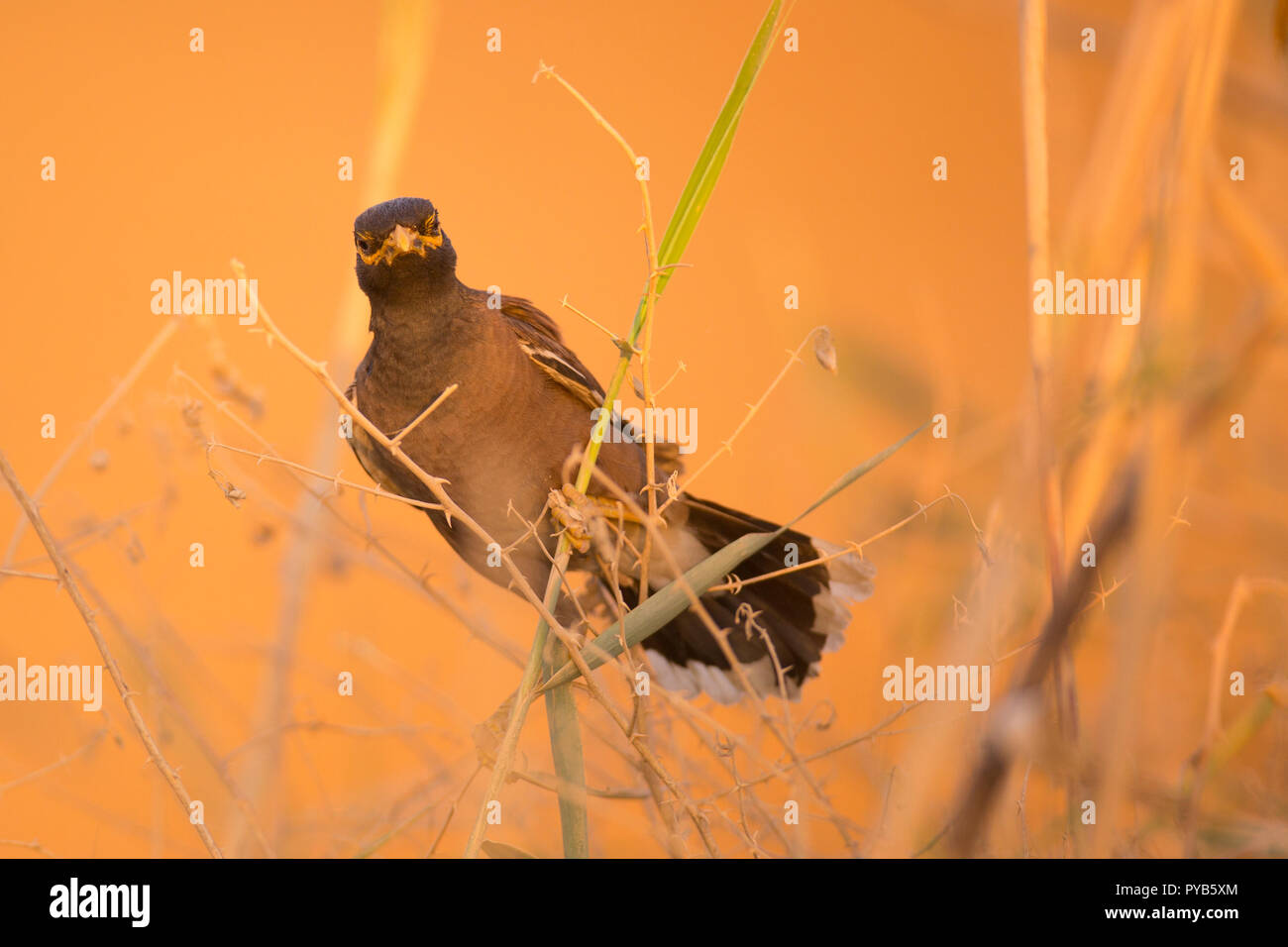 Gemeinsame myna (Acridotheres Tristis oder Indischen Myna). Dieser Vogel ist heimisch im südlichen Asien von Afghanistan bis Sri Lanka. Die Myna ist eingeführt worden Stockfoto