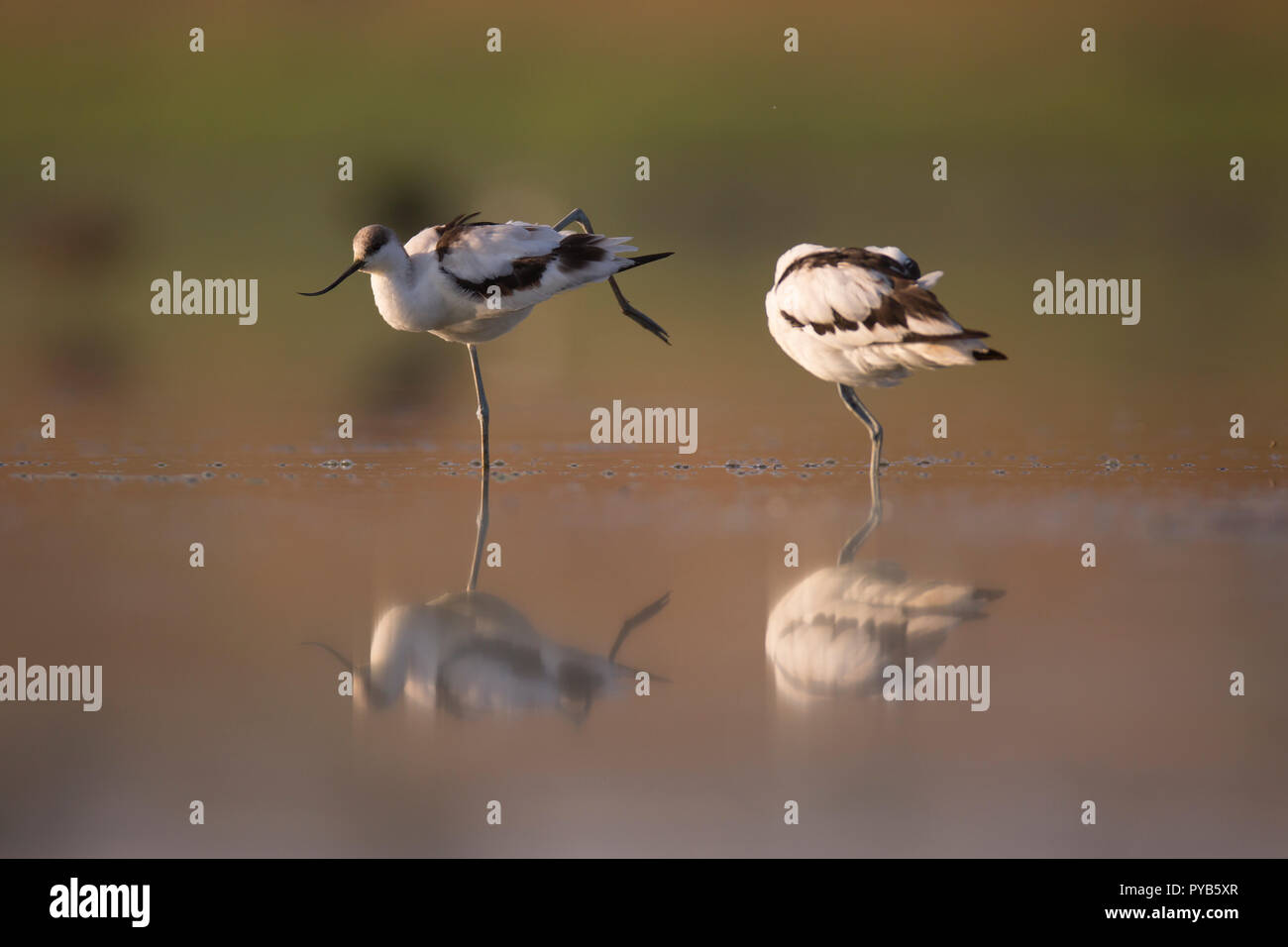 Pied Säbelschnäbler (Recurvirostra Avosetta) im Wasser. Ein afek Naturschutzgebiet fotografiert, Israel im September Stockfoto