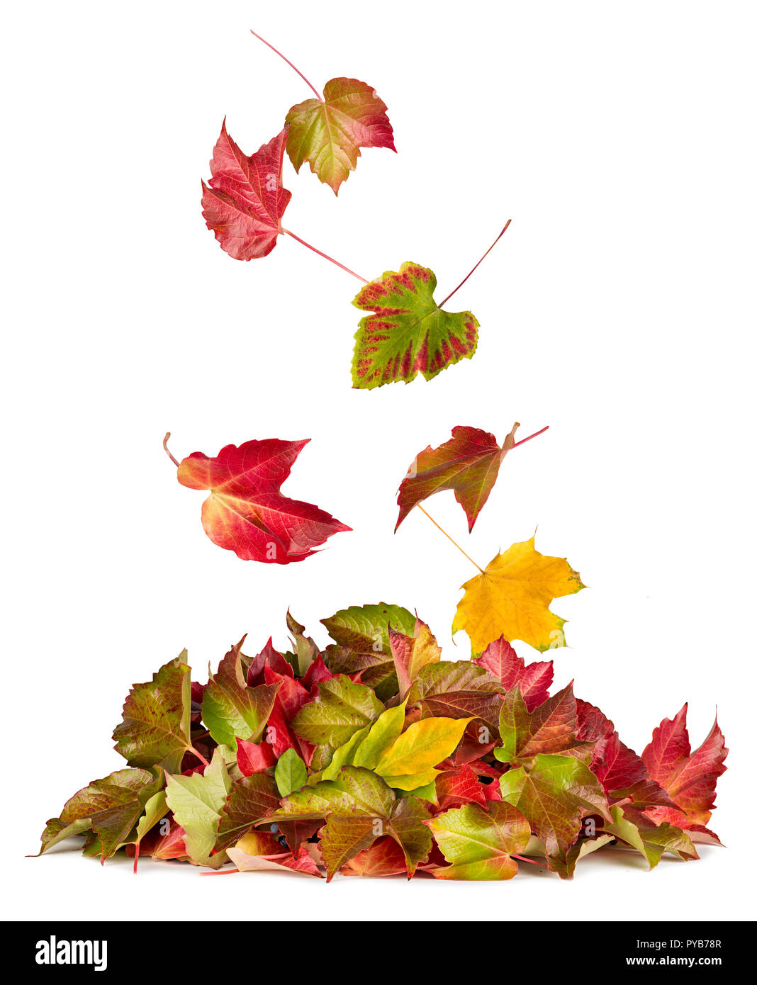 Bunte Herbst fallen nach unten fliegen auf Herbst Haufen Blätter Laub saisonale Konzept auf weißem Hintergrund isoliert Stockfoto