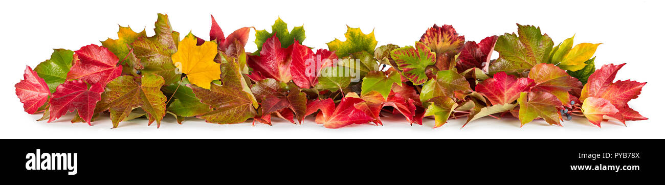 Bunte Blätter Herbst Herbst Haufen Laub saisonale Konzept auf Weiß isoliert breites Panorama banner Hintergrund Stockfoto