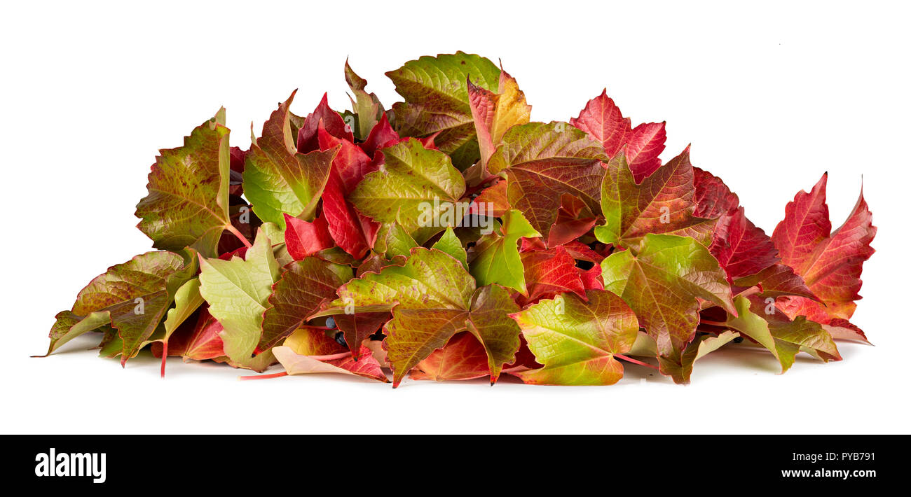 Bunte Blätter Herbst Herbst Haufen Laub saisonale Konzept auf weißem Hintergrund isoliert Stockfoto