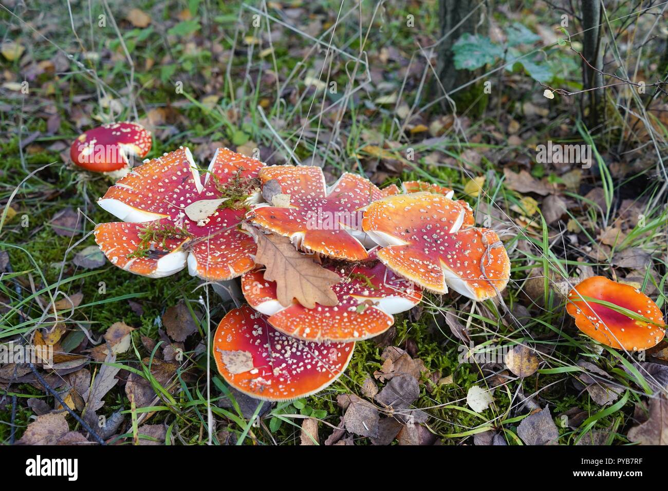 Rote giftige Pilze wachsen im Wald, England Stockfoto