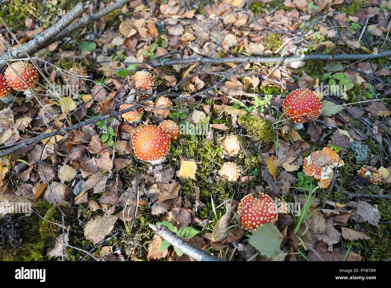 Rote giftige Pilze wachsen im Wald, England Stockfoto