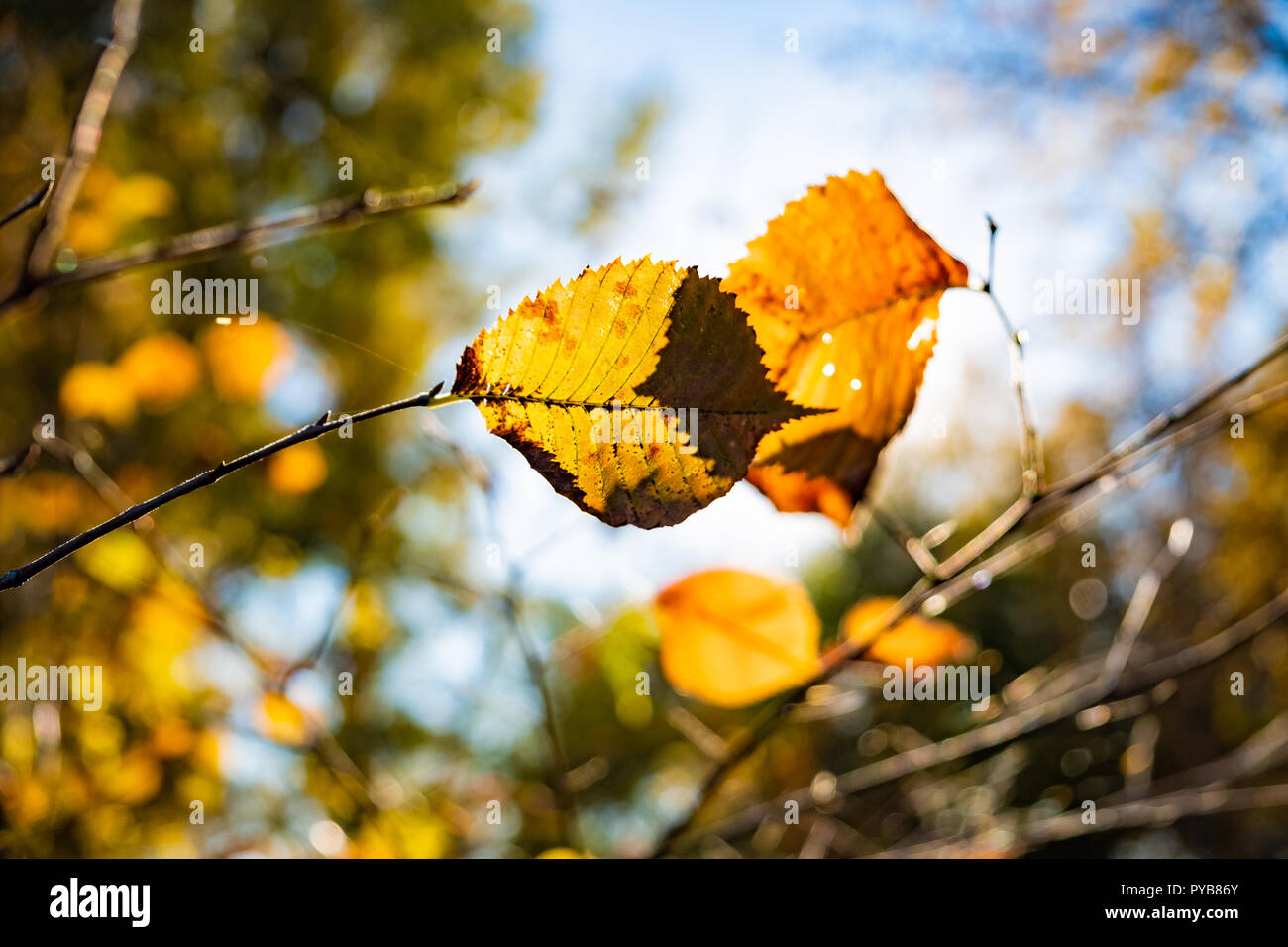 Indian summer Konzept: Herbst Sonne durch gelbe Blätter glänzen. Niederlassung des Baums mit Fading helle gelbe Blätter, photogrpahed gegen die Sonne Stockfoto