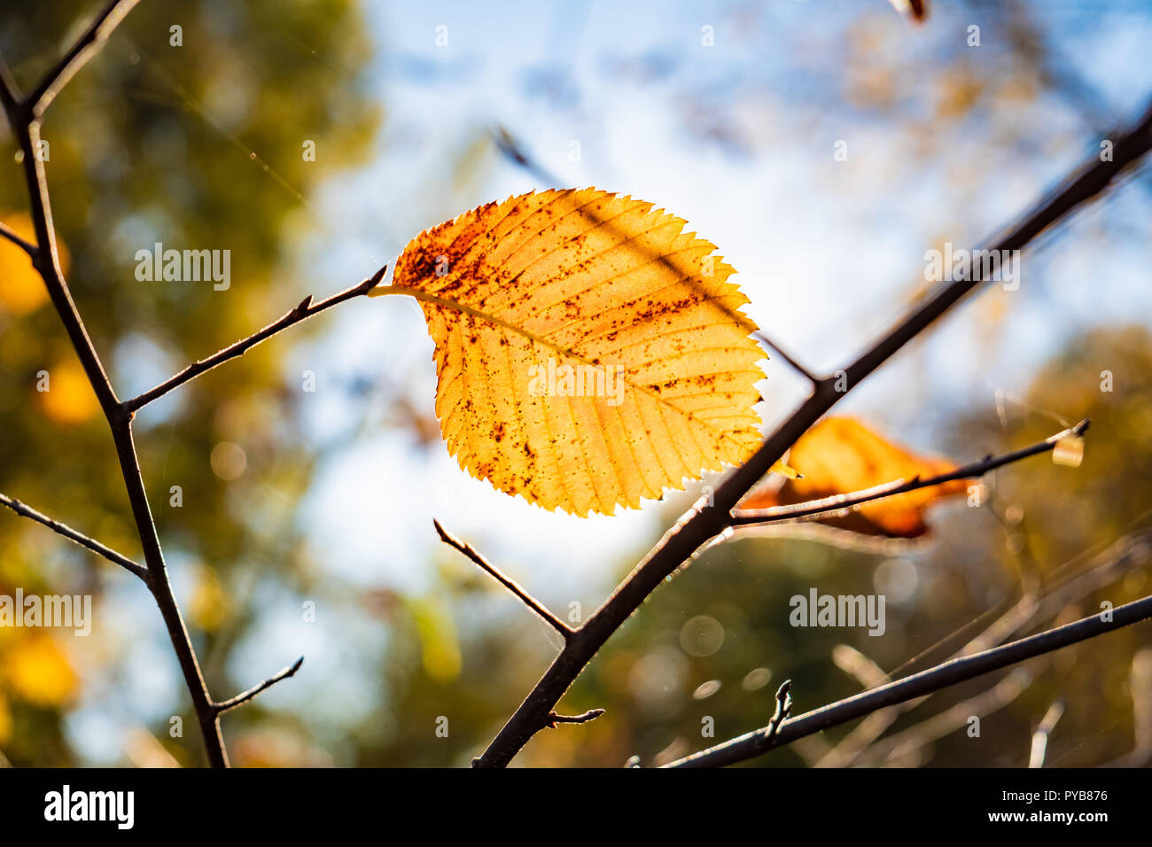 Indian summer Konzept: Herbst Sonne durch gelb Blatt scheint. Niederlassung des Baums mit Fading helle gelbe Blätter, photogrpahed gegen die Sonne Stockfoto