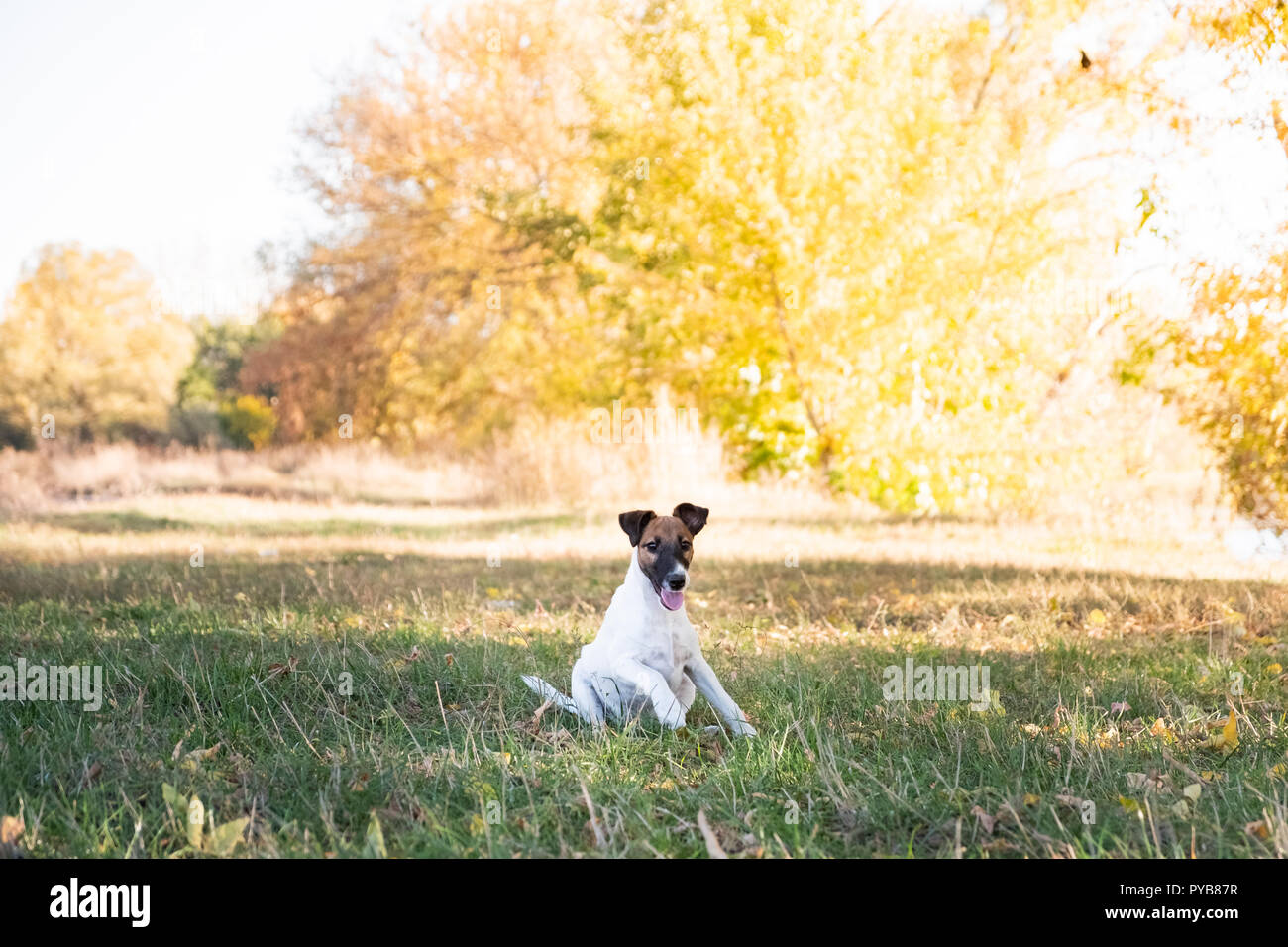 Smooth Fox Terrier Welpen sitzen auf dem Rasen im Herbst. Junge Fox Terrier Hund spielen in eine schöne Wiese an einem sonnigen Nachmittag fallen Stockfoto