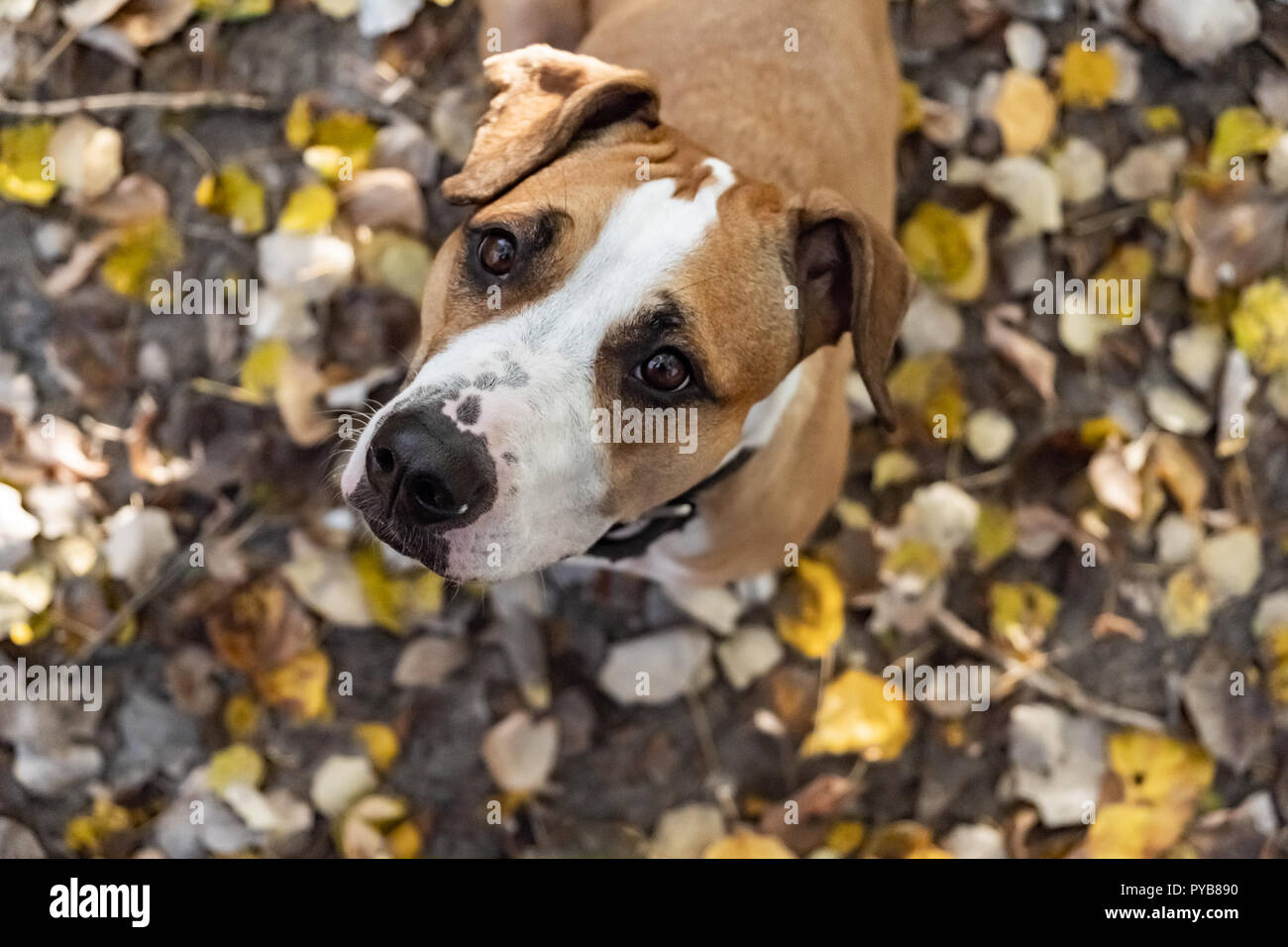 Hund suchen oben an der Kamera im Freien. Staffordshire Terrier Welpen bei Spaziergang auf den Herbst Tag starrt Eigentümer Stockfoto