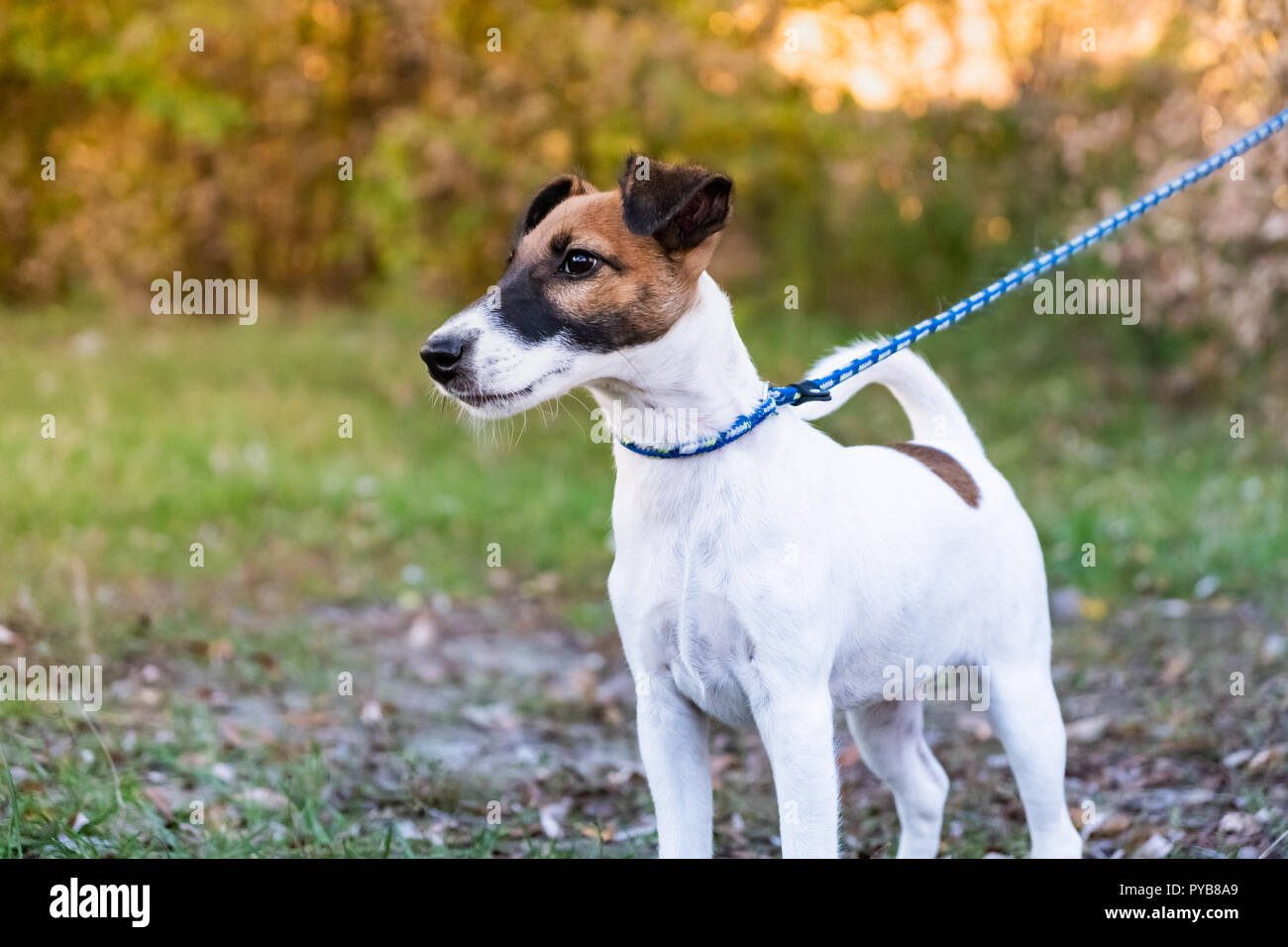 Adorable Smooth Fox Terrier Welpen an der Leine in einem Park. Portrait einer jungen Fox Terrier Hund an der Leine Stockfoto