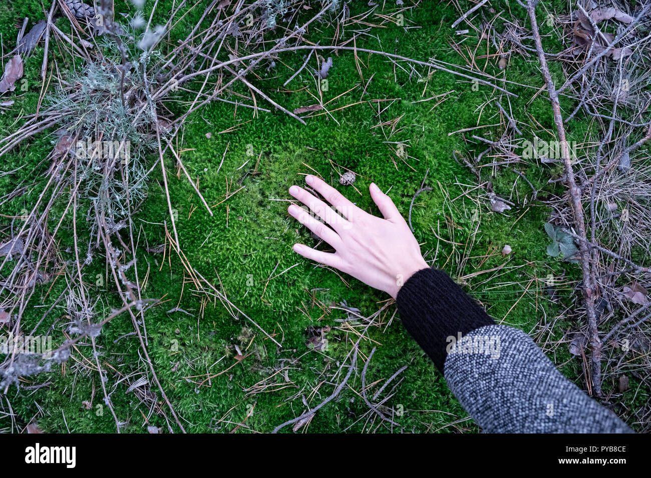 Hand berühren, grünen Rasen Gras in den Wäldern. Blick von oben auf einen weiblichen palm Gefühl das Moos auf dem Boden der Pinienwald Stockfoto