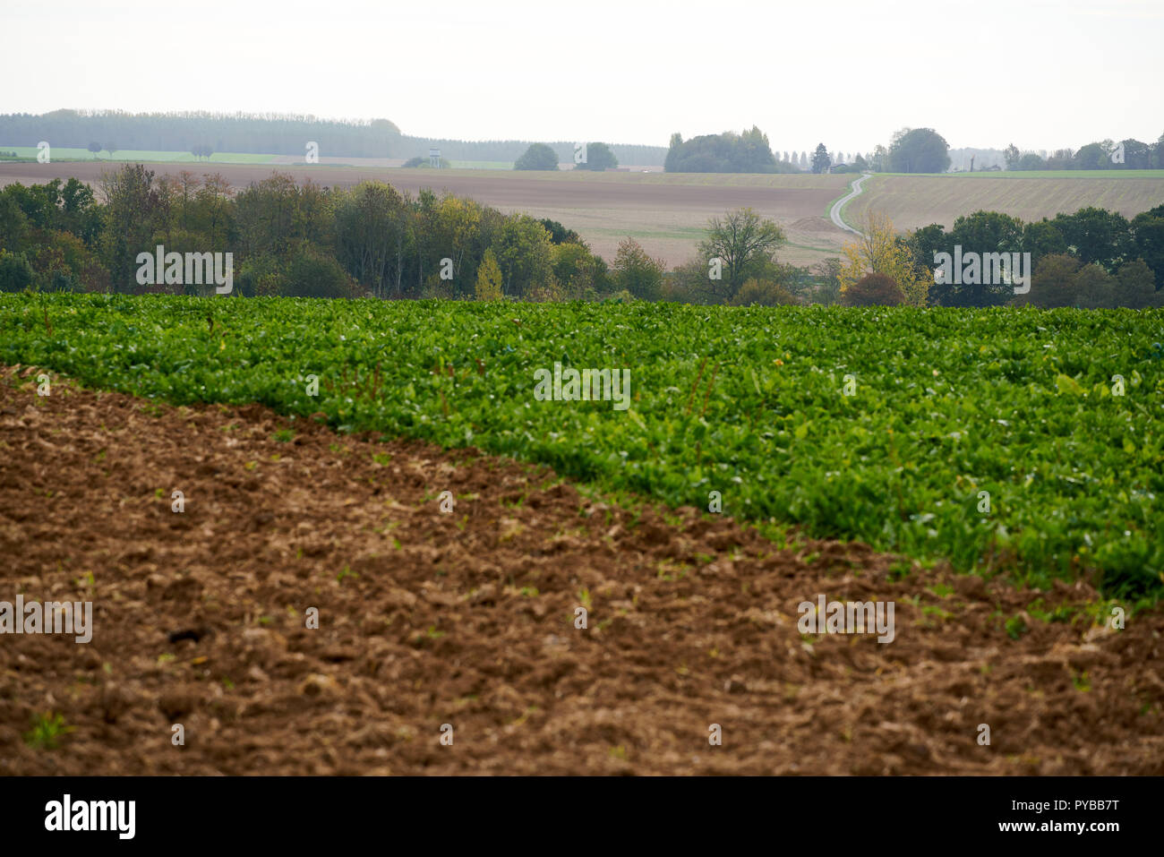 Ein Blick von der Leipziger Salient Blick über, wo die Front am 1. Juli 1916 wurde an der Somme in Frankreich Stockfoto