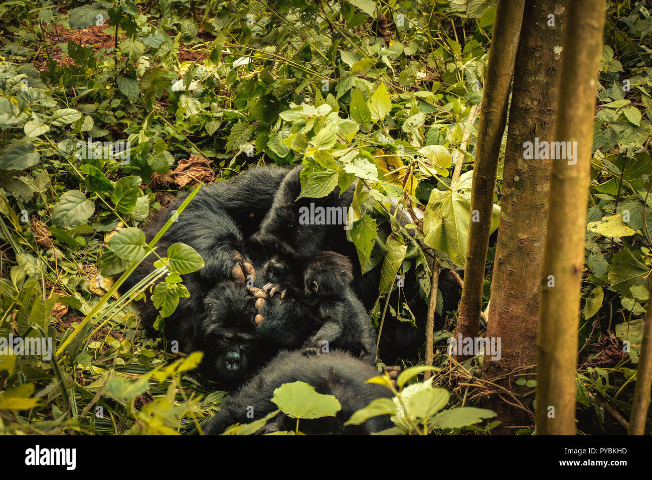 Uganda. 26 Sep, 2018. Familie von Berg Gorillas im Bwindi Impenetrable Forest in Uganda gesehen. Der Bwindi Impenetrable Nationalpark ist ein gebirgiges Gebiet im Südwesten von Uganda. Es ist ein Zuhause auf der Welt verbliebenen Berggorillas, die auf Wurzeln, Blätter und Früchte von den Park. Credit: Lorena De La Cuesta/SOPA Images/ZUMA Draht/Alamy leben Nachrichten Stockfoto