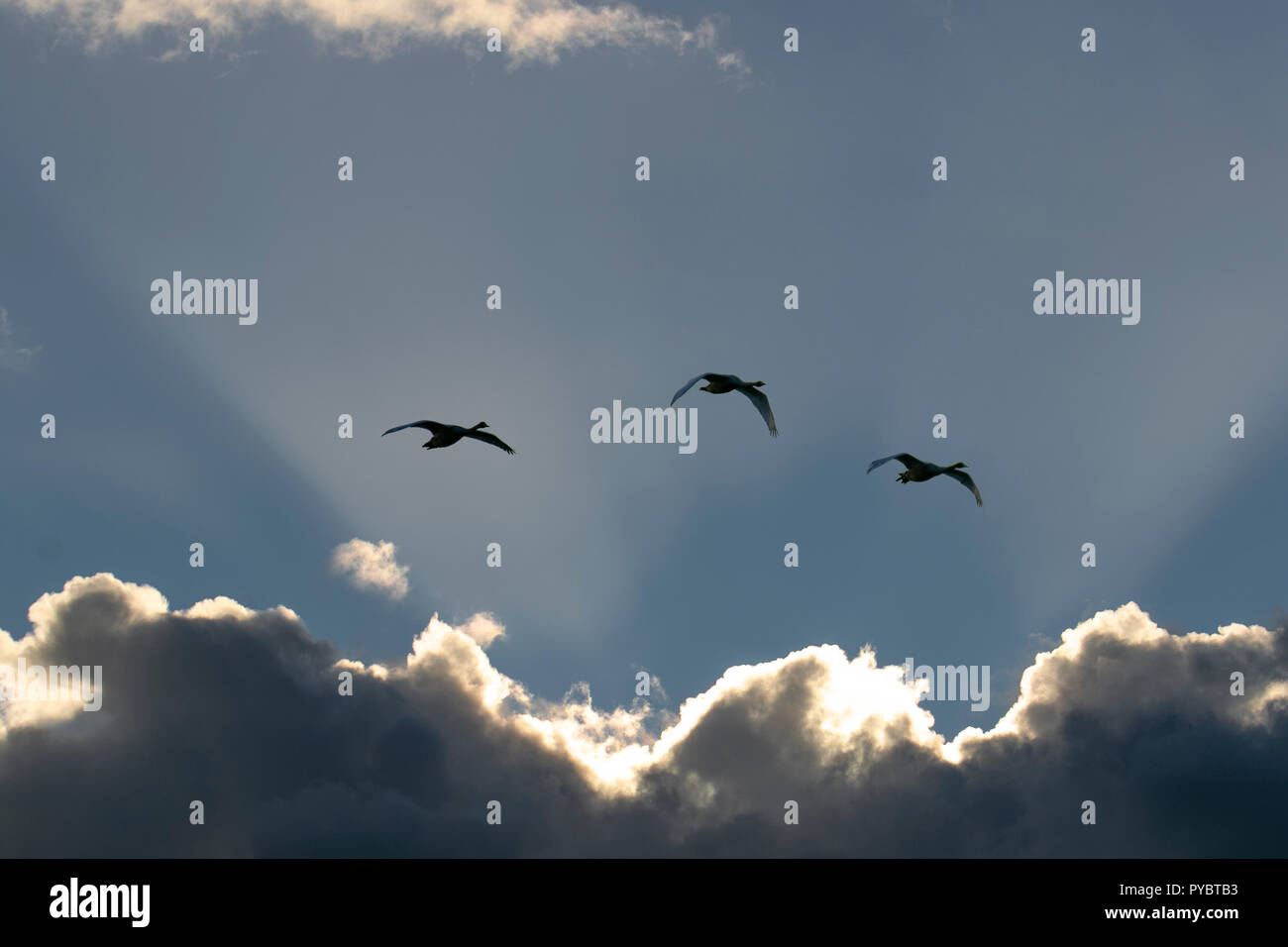 Burscough, Lancashire. 26. Oktober 2018. UK Wetter. 26.10.2018. Sonnenuntergang als wandernde Singschwänen bei Martin nur nach Ihrer langen Reise aus Island kommen. Kredit; MediaWorldImages/AlamyLiveNews. Stockfoto