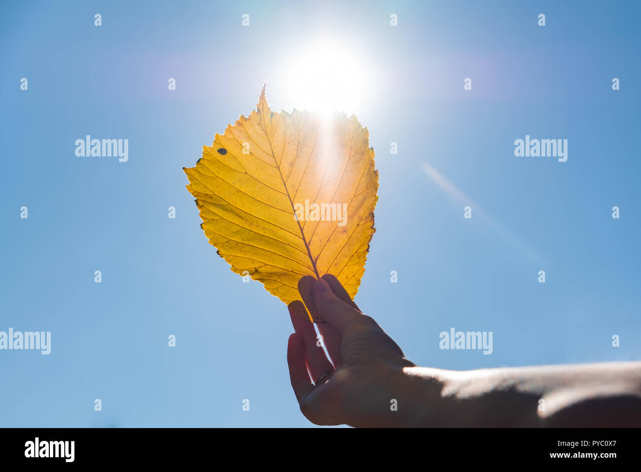 Indian summer Konzept: Herbst Sonne durch gelb Blatt scheint. Hand dürres Blatt photogrpahed gegen die Sonne Stockfoto