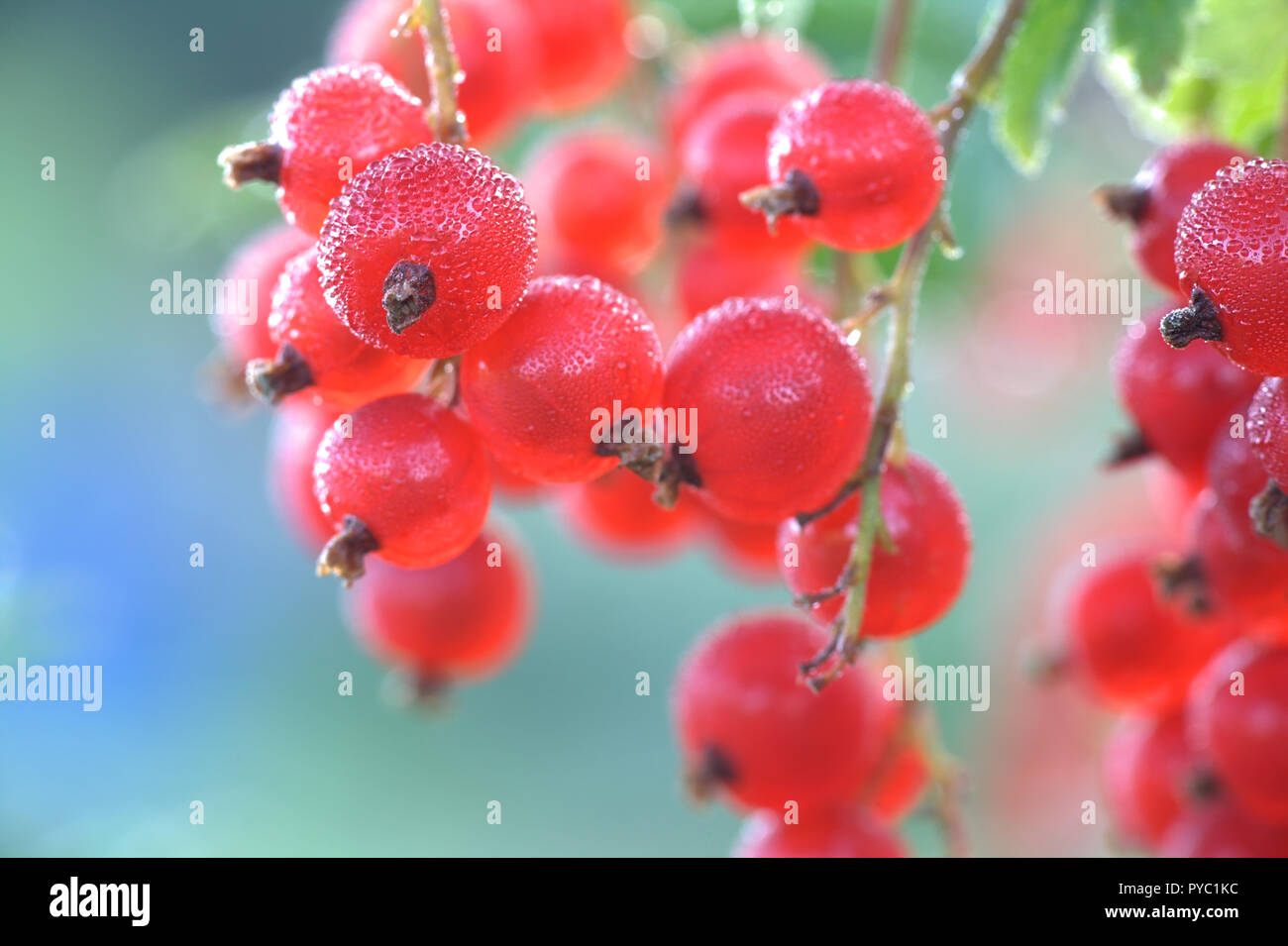 Die rote Johannisbeere, oder rote Johannisbeere, Ribes rubrum, Beeren und Morgentau Stockfoto