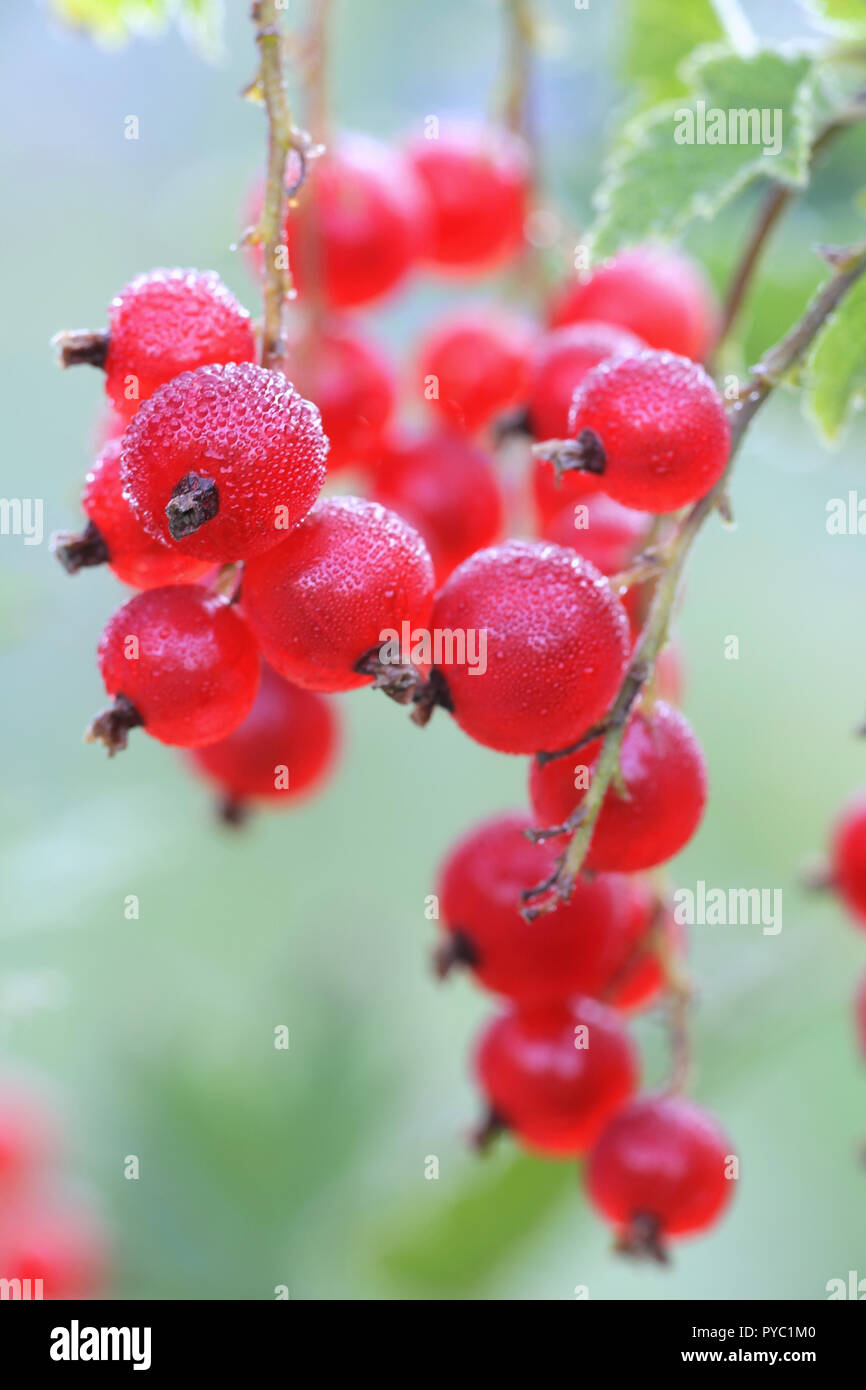 Die rote Johannisbeere, oder rote Johannisbeere, Ribes rubrum, Beeren und Morgentau Stockfoto