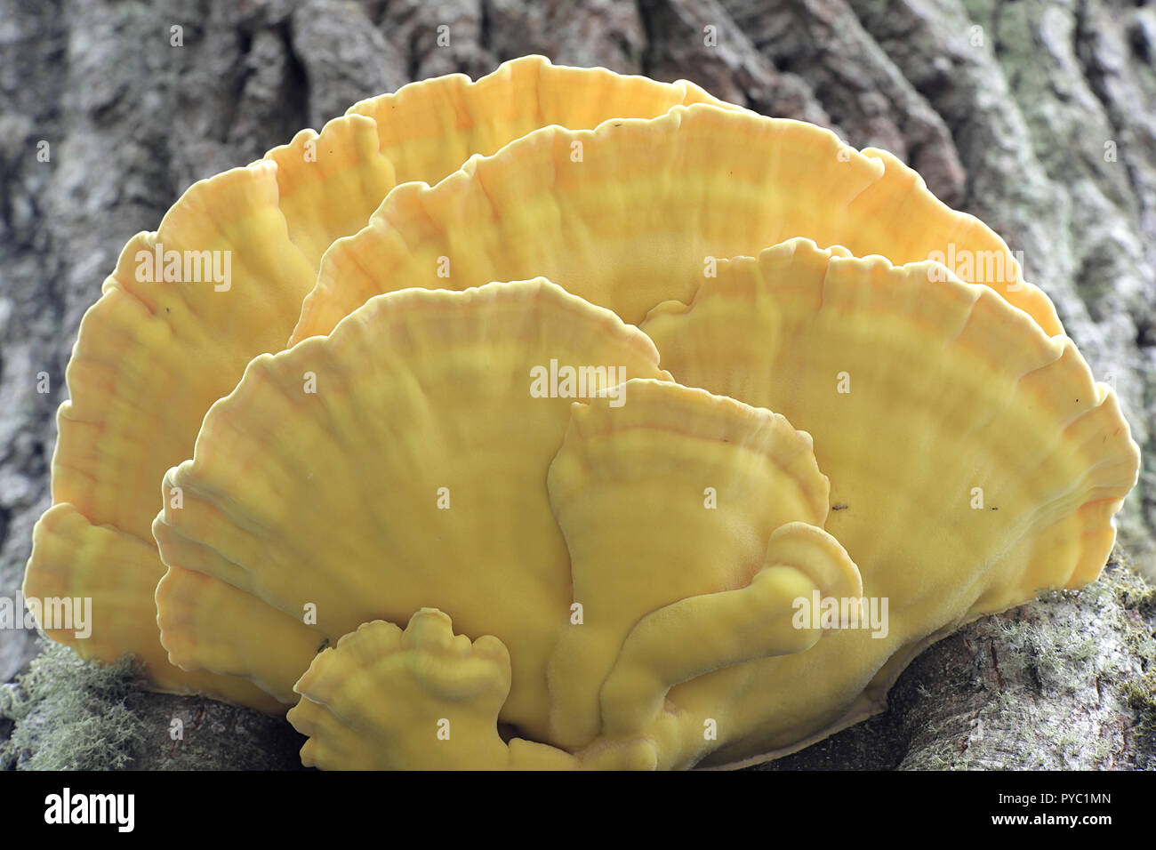 Wunderschöne goldene Schwefel polypore, Laetiporus sulfureus, wächst an einer alten Eiche. Stockfoto