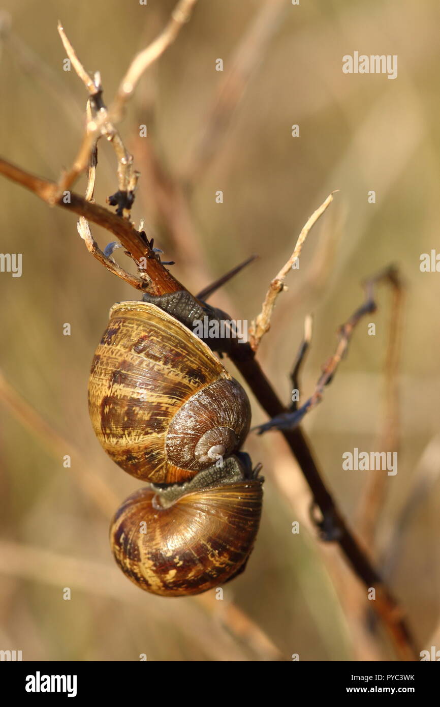 Gartenschnecke cornu aspersum Fotos und Bildmaterial in hoher