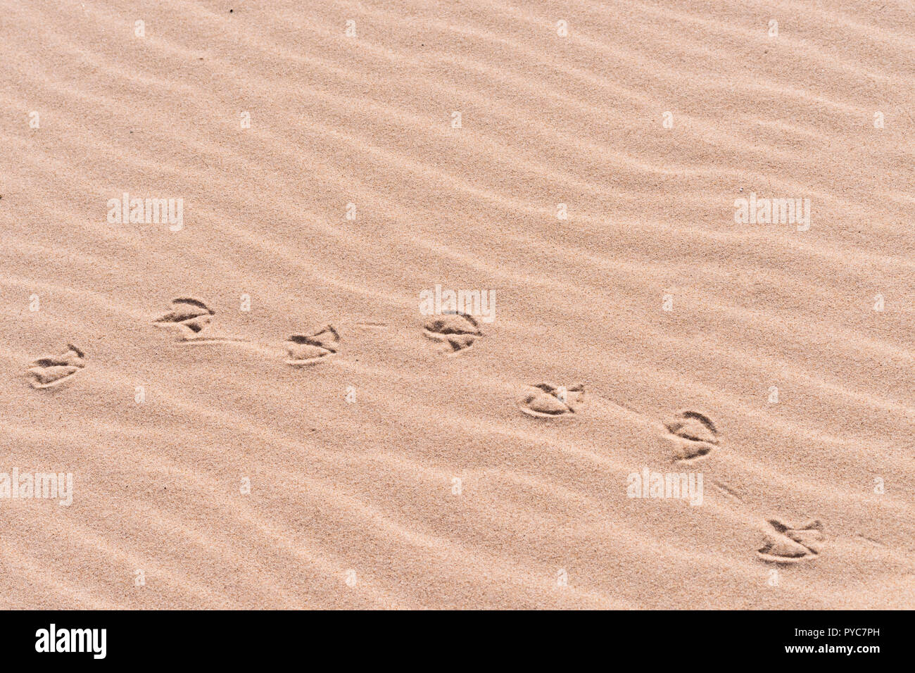 Palmate (webbed) Vogelarten Track (Footprint) in Sand am Strand. Stockfoto