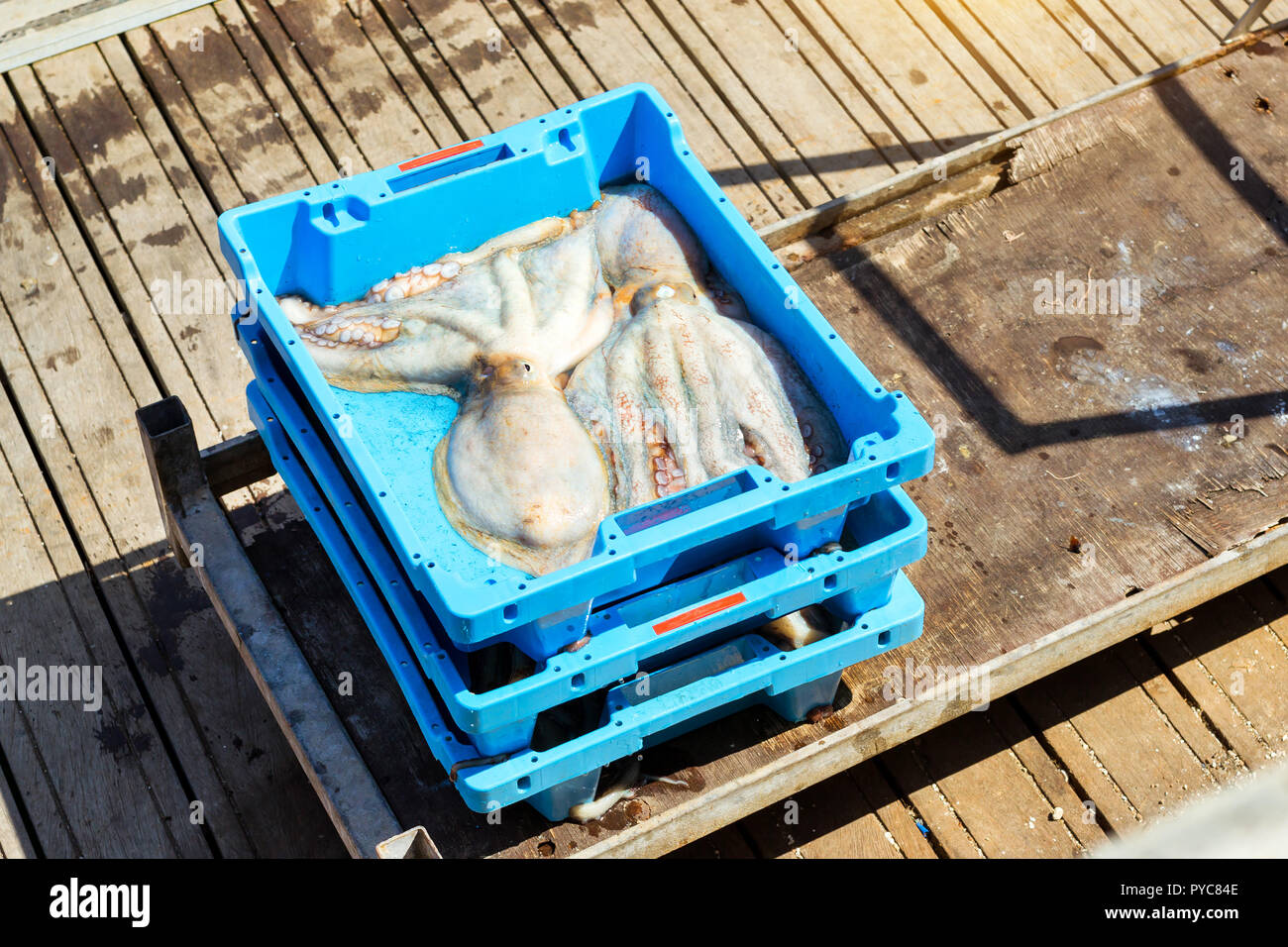 Blauer Kunststoffbehälter mit Fang von Meer Köstlichkeiten Octopus. Auktion für Großhändler und Restaurants. Blanes, Spanien, Costa Brava. Angeln am Pier im Hafen Blanes Stockfoto