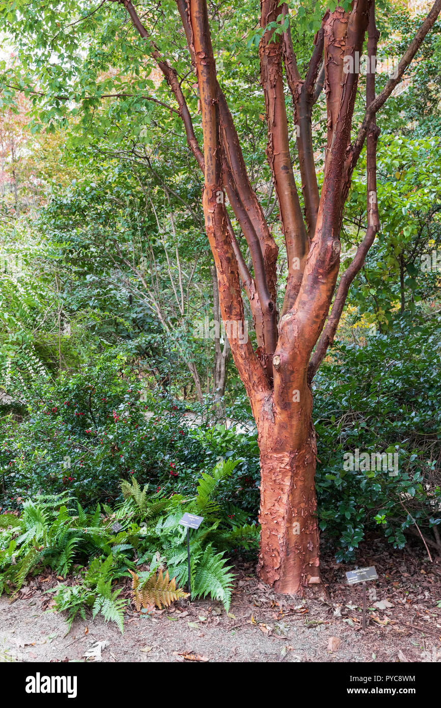 ASHEVILLE, NC, USA -10/25/18: Ein paperbark Ahornbaum im NC-Arboretum. Stockfoto