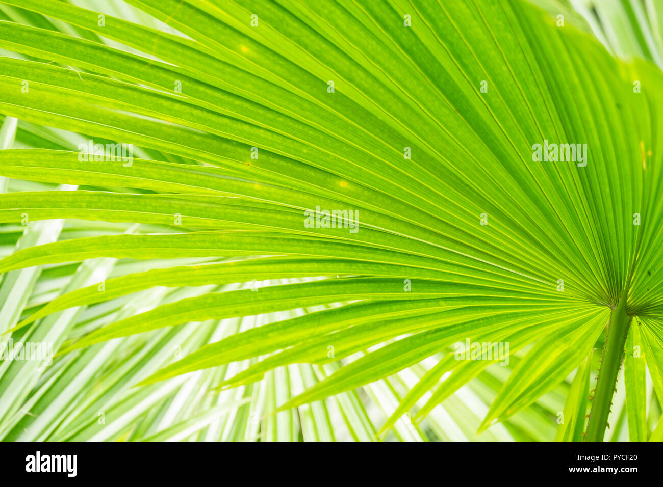 In der Nähe von Grün Blatt unter dem starken Licht Stockfoto