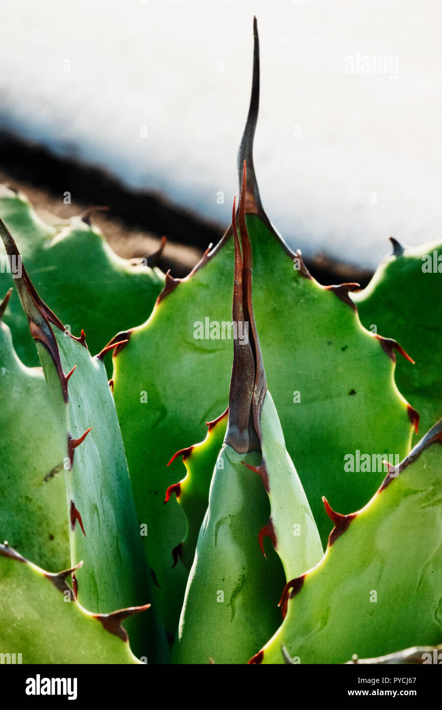 Blau-grne Agave Bltter mit scharfen roten Dornen, eine lange im Fokus  Thorn, Vorderansicht, vertikale Komposition, Farbe Beschattung, unscharf  Hintergrund Stockfotografie - Alamy