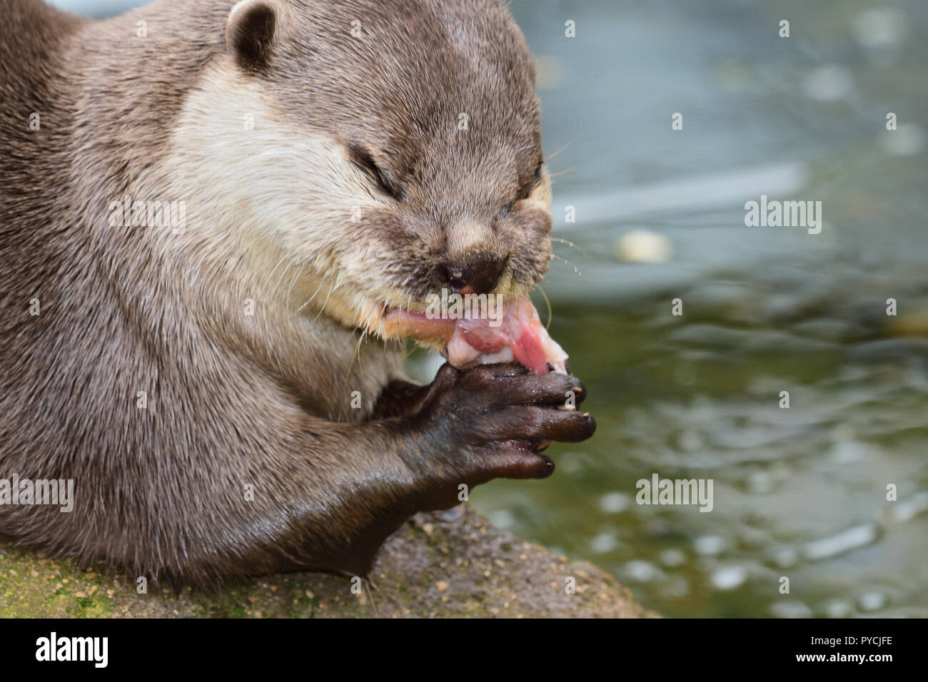 Nahaufnahme, Porträt einer orientalischen kurze Krallen otter Essen Stockfoto