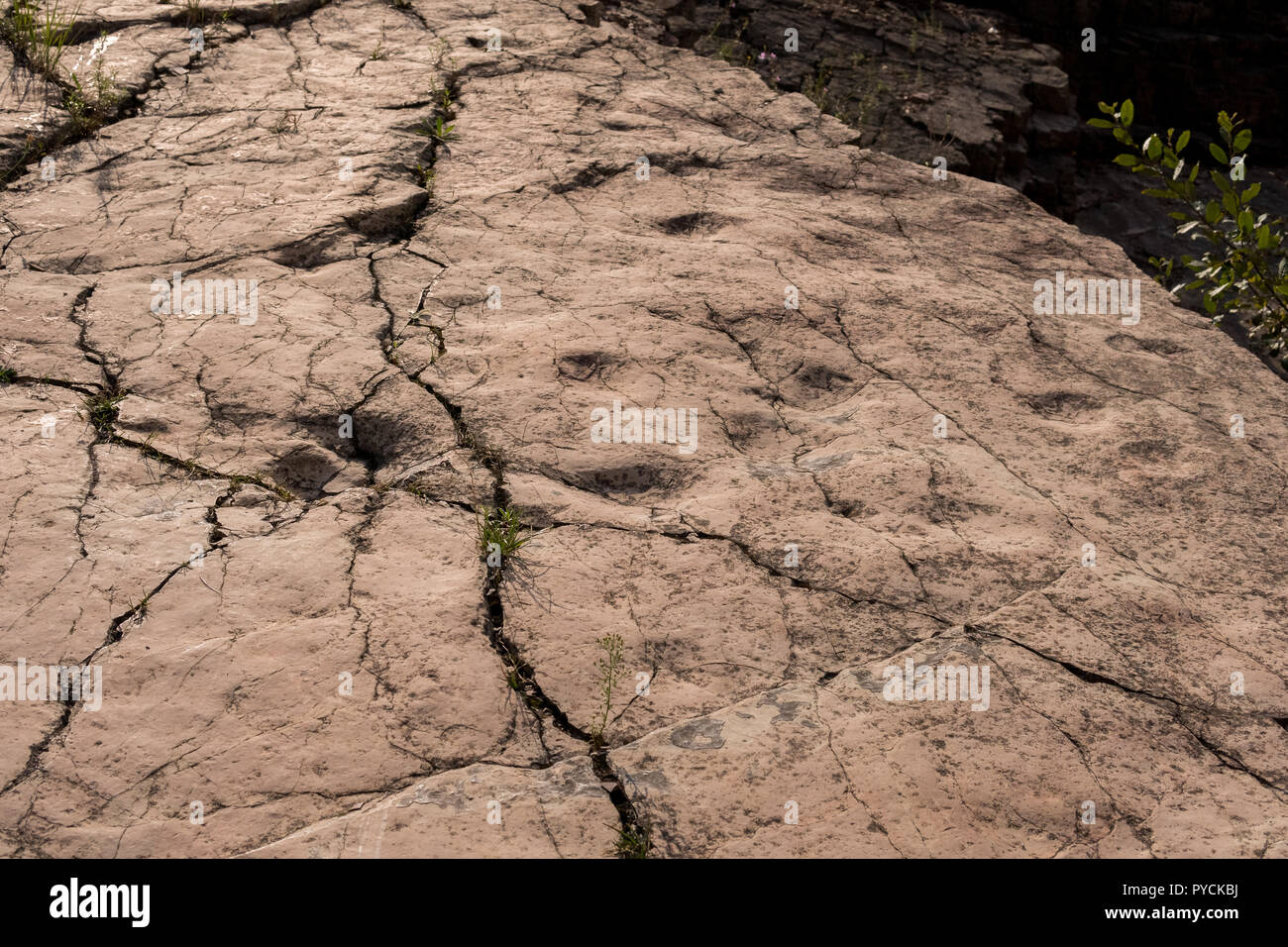 Abdrücke von Fußspuren von tetrapod Ichthyostega innerhalb von zachelmie Steinbruch in Holly cross Berge in Polen Stockfoto